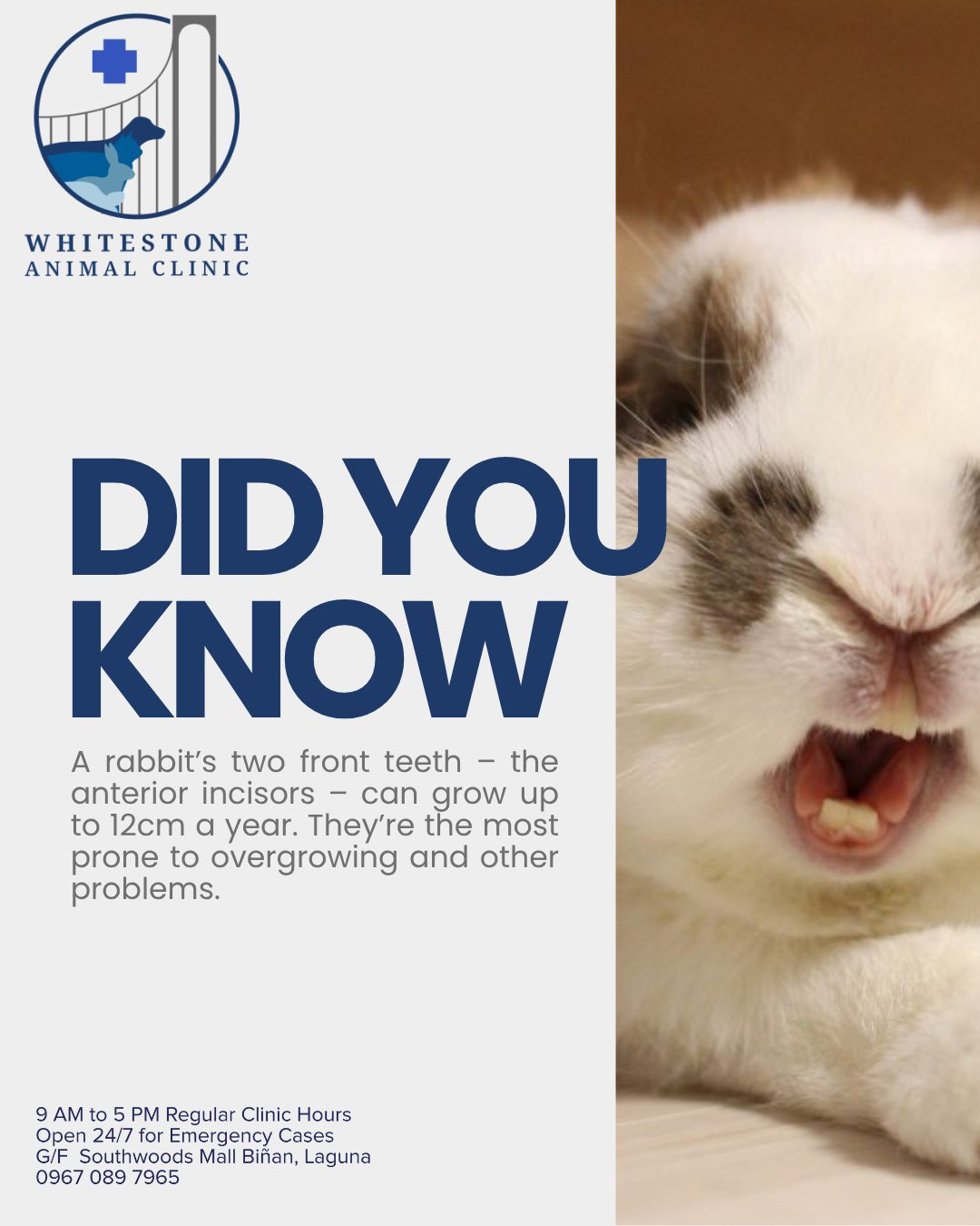 Whitestone - Rabbit teeth never stop growing, a lack of chewing can ...