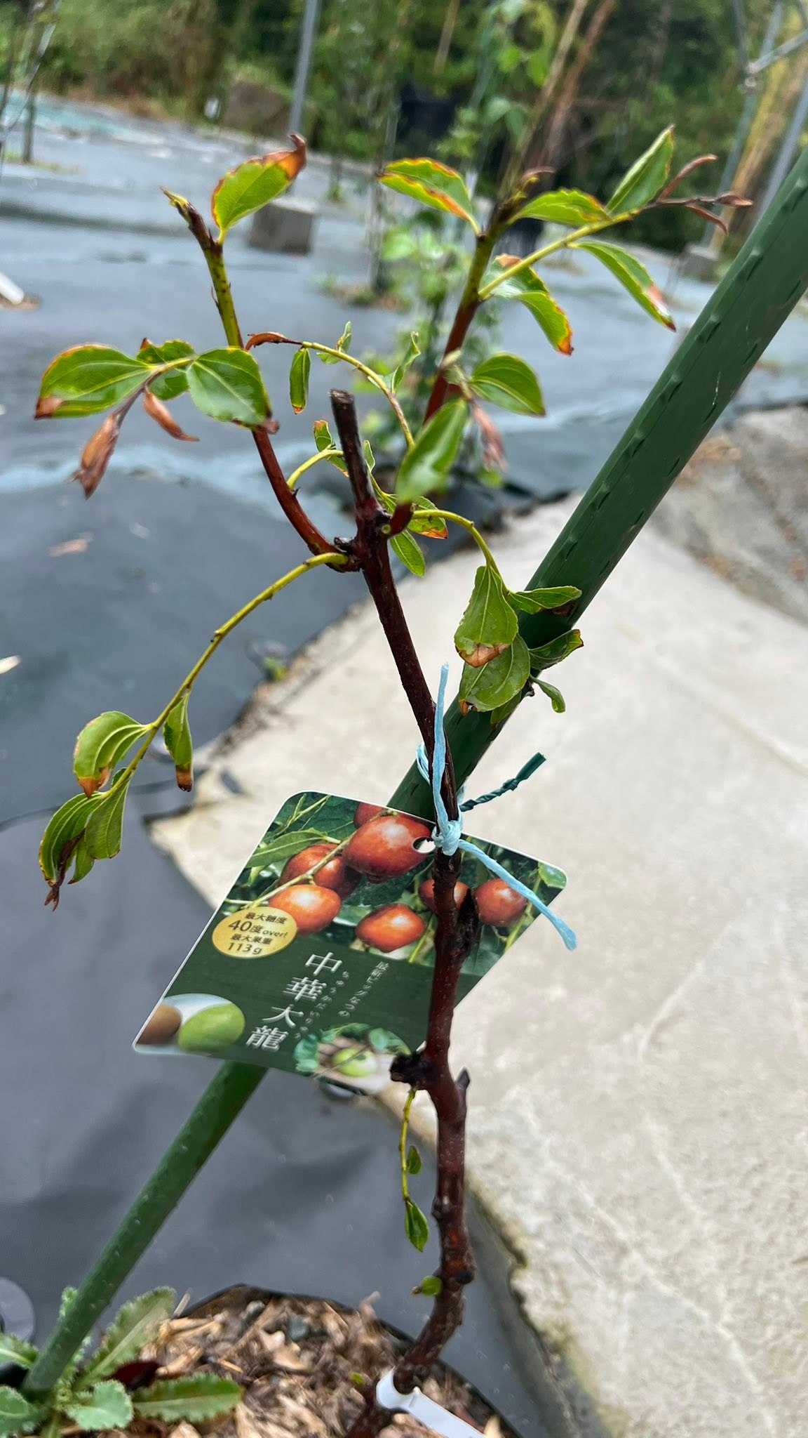 こんにちは😃 中国のナツメを植えたのですが、 毎年春に芽が出てこない