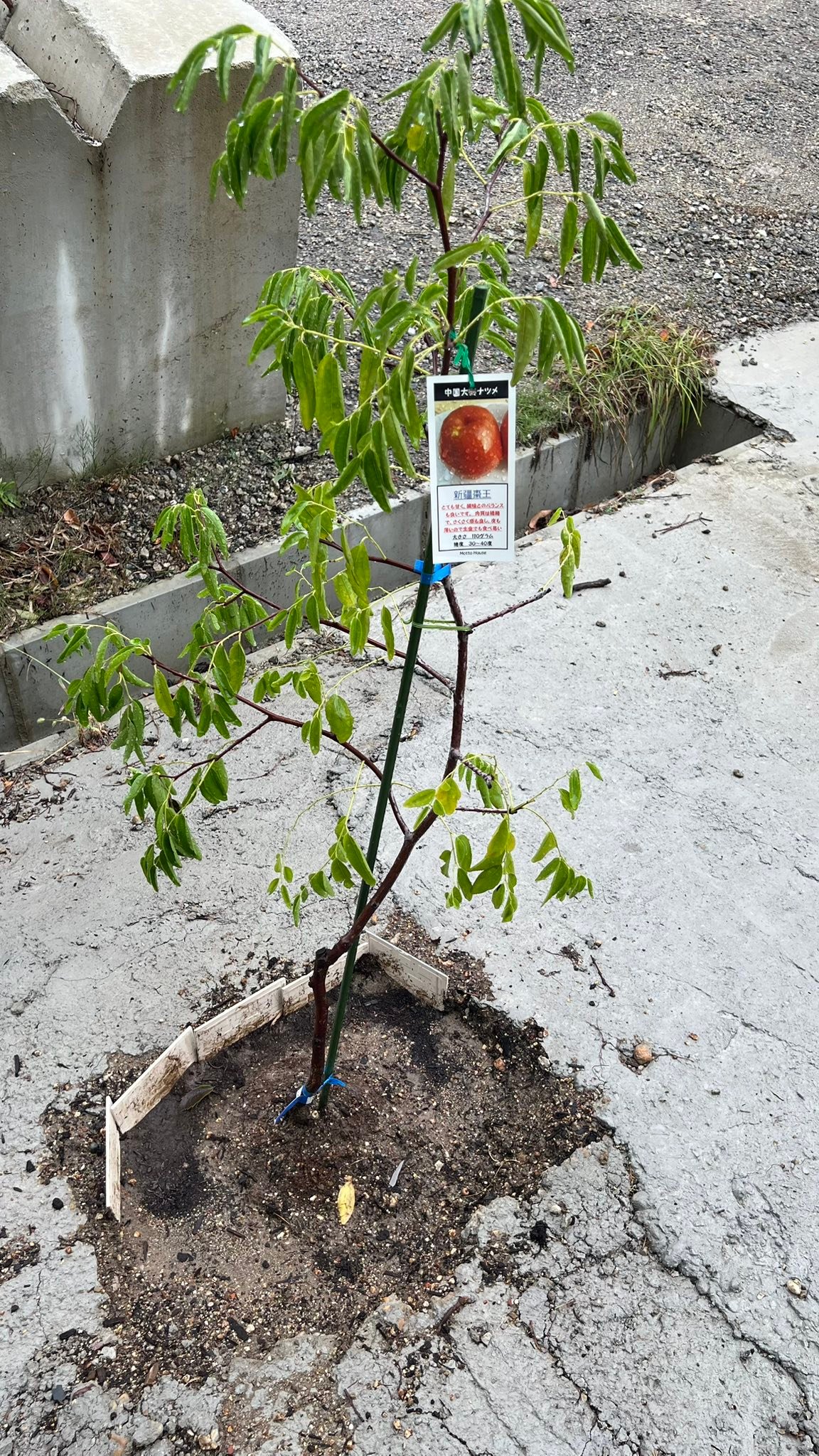 こんにちは😃 中国のナツメを植えたのですが、 毎年春に芽が出てこない
