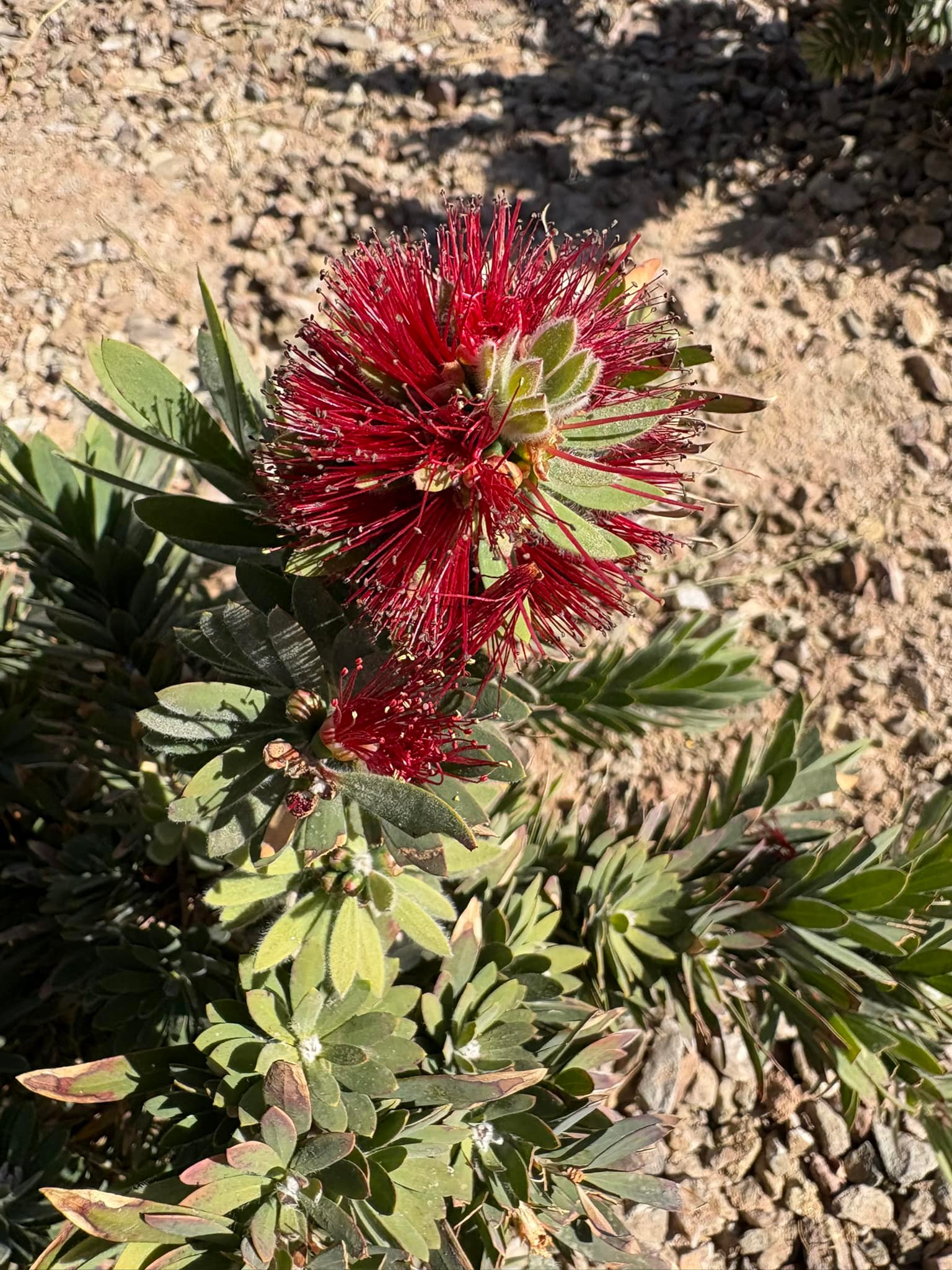 Hampton Edison | Maricopa AZ