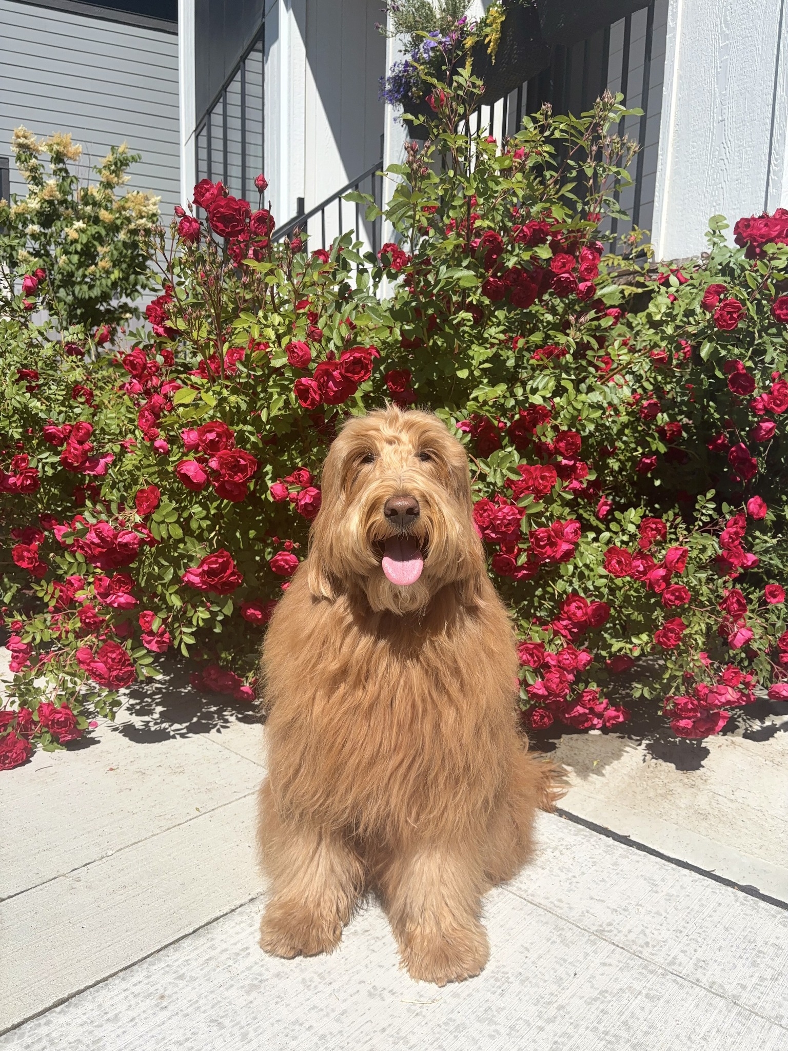 Strudel the Doodle