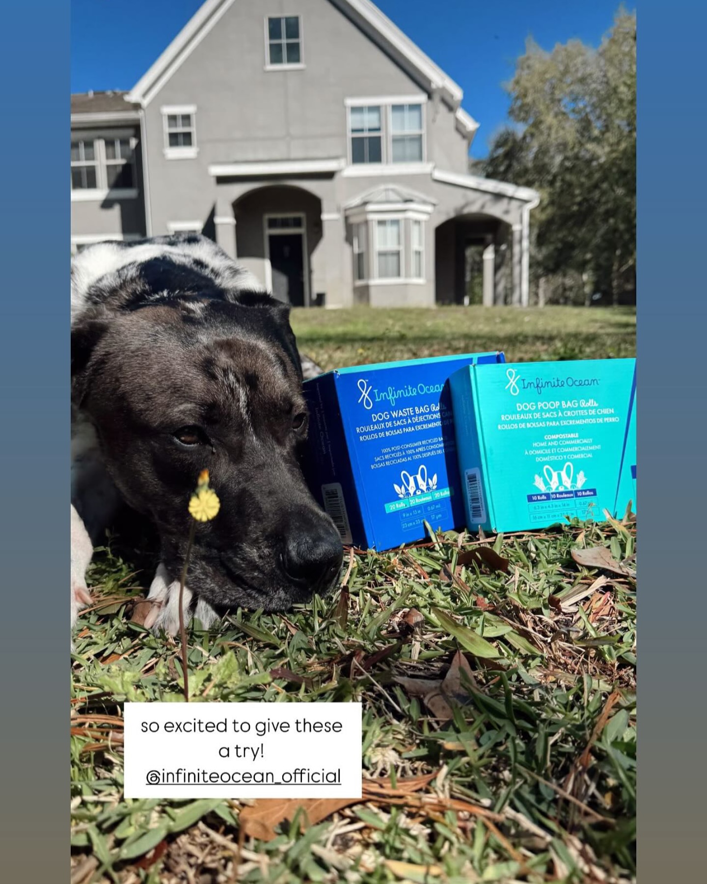 Infinite - Less waste, more love! 🐕🌱 @taylor.paille is making every ...