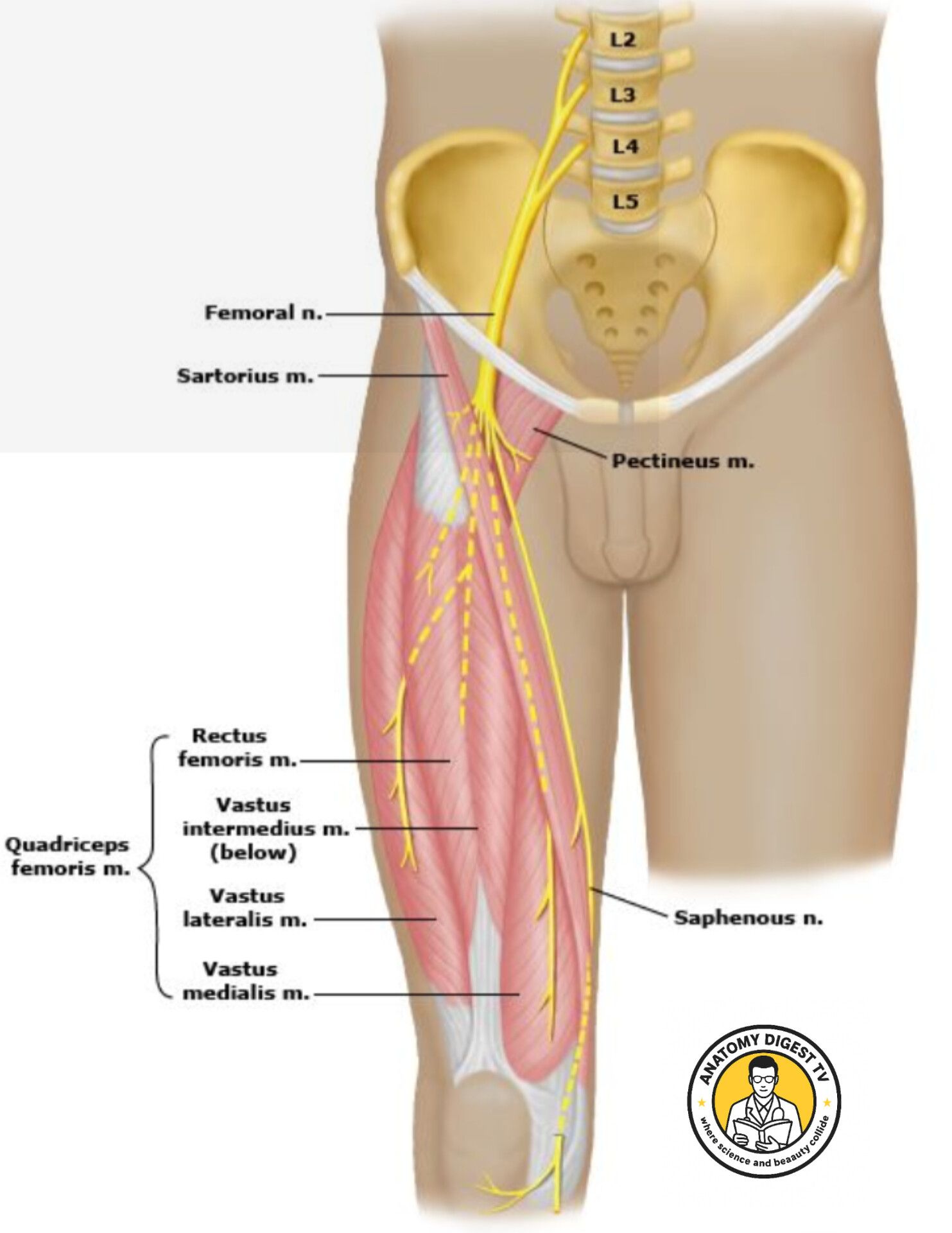 THE QUADRICEPS MUSCLES ️ #education... - Anatomy Digest TV | Facebook