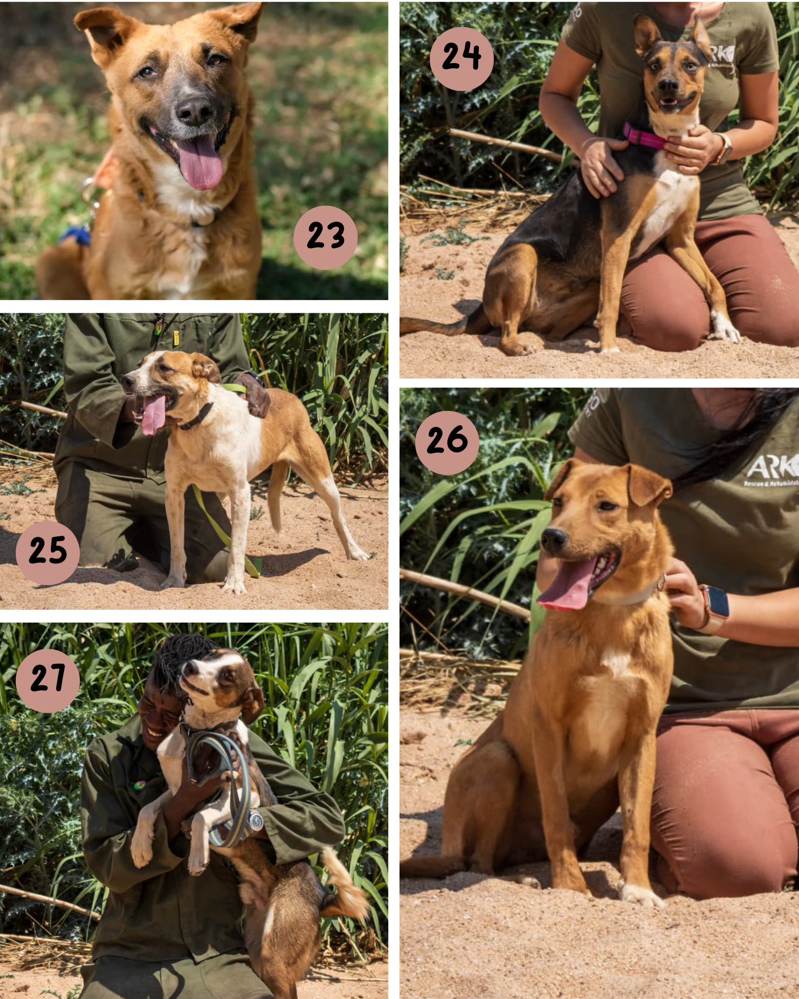 The ARK Rescue and... - The ARK Rescue and Rehabilitation