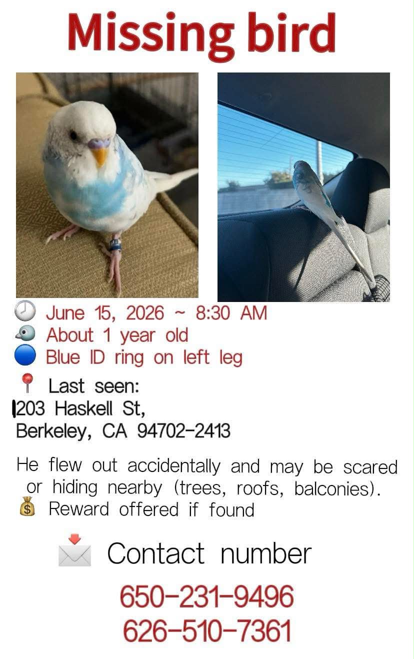 Lost parakeet in Joseph Ave area