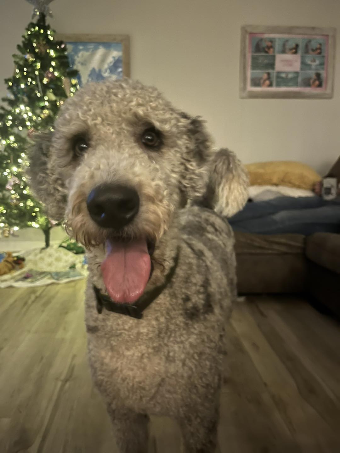 🎄🐾 After 6 nights, our Christmas house... - Big Dog Paradise | Facebook