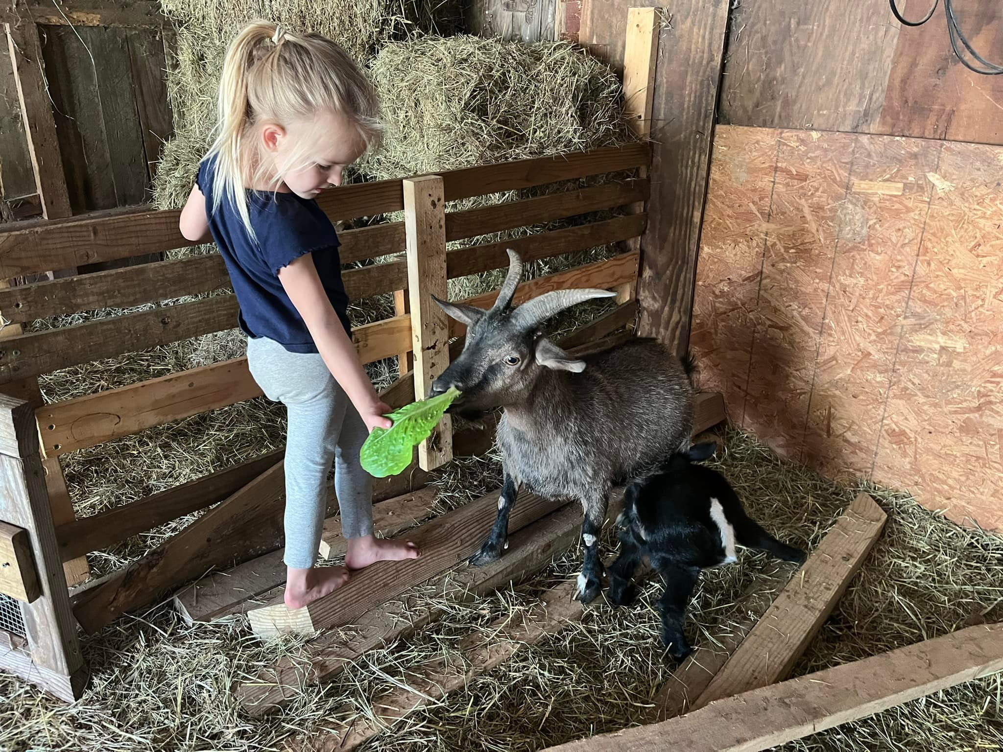 A really, truly honest review of goat milk soap