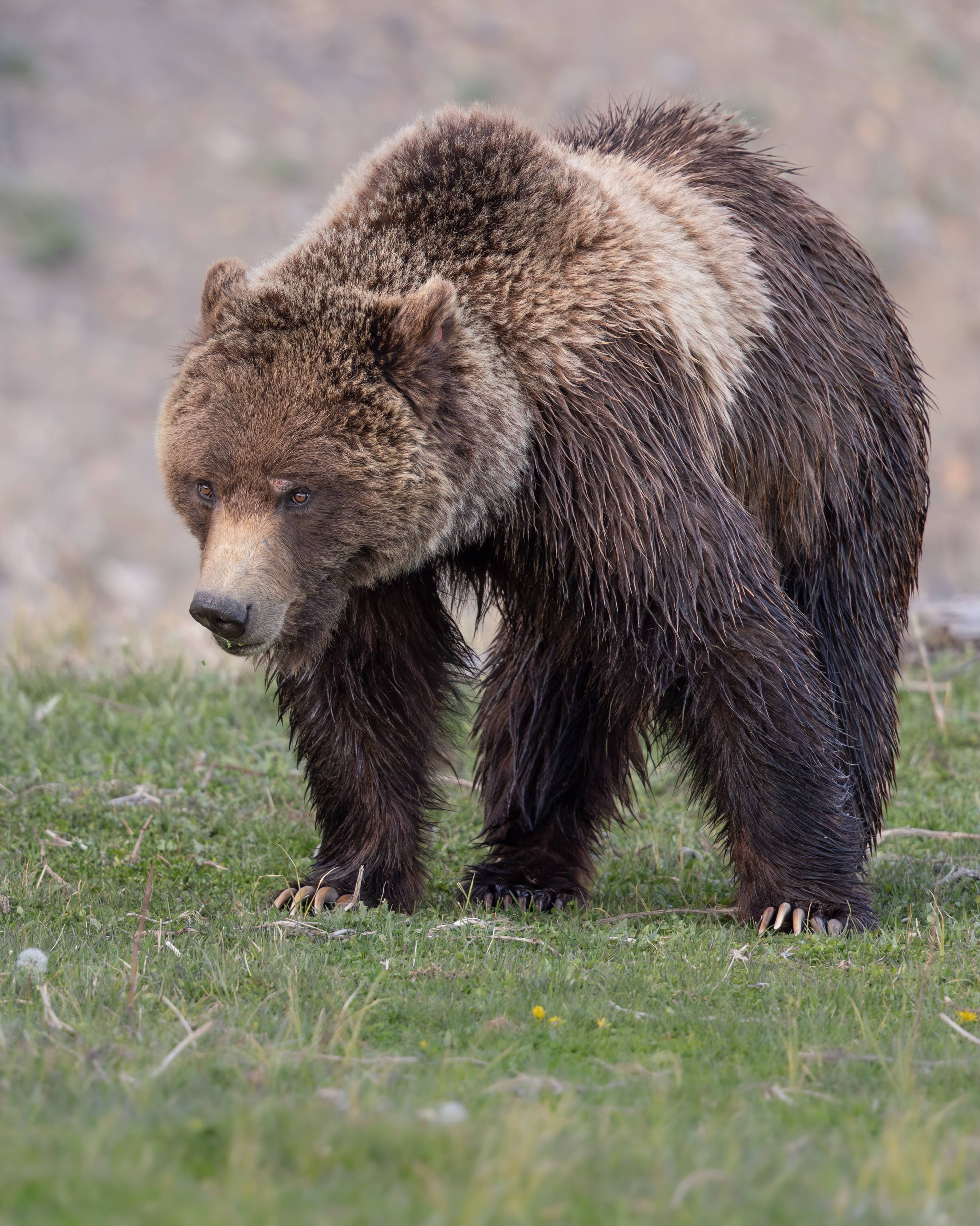 Yellowstone's young grizzly boar G288 spotted near Yellowstone Lake