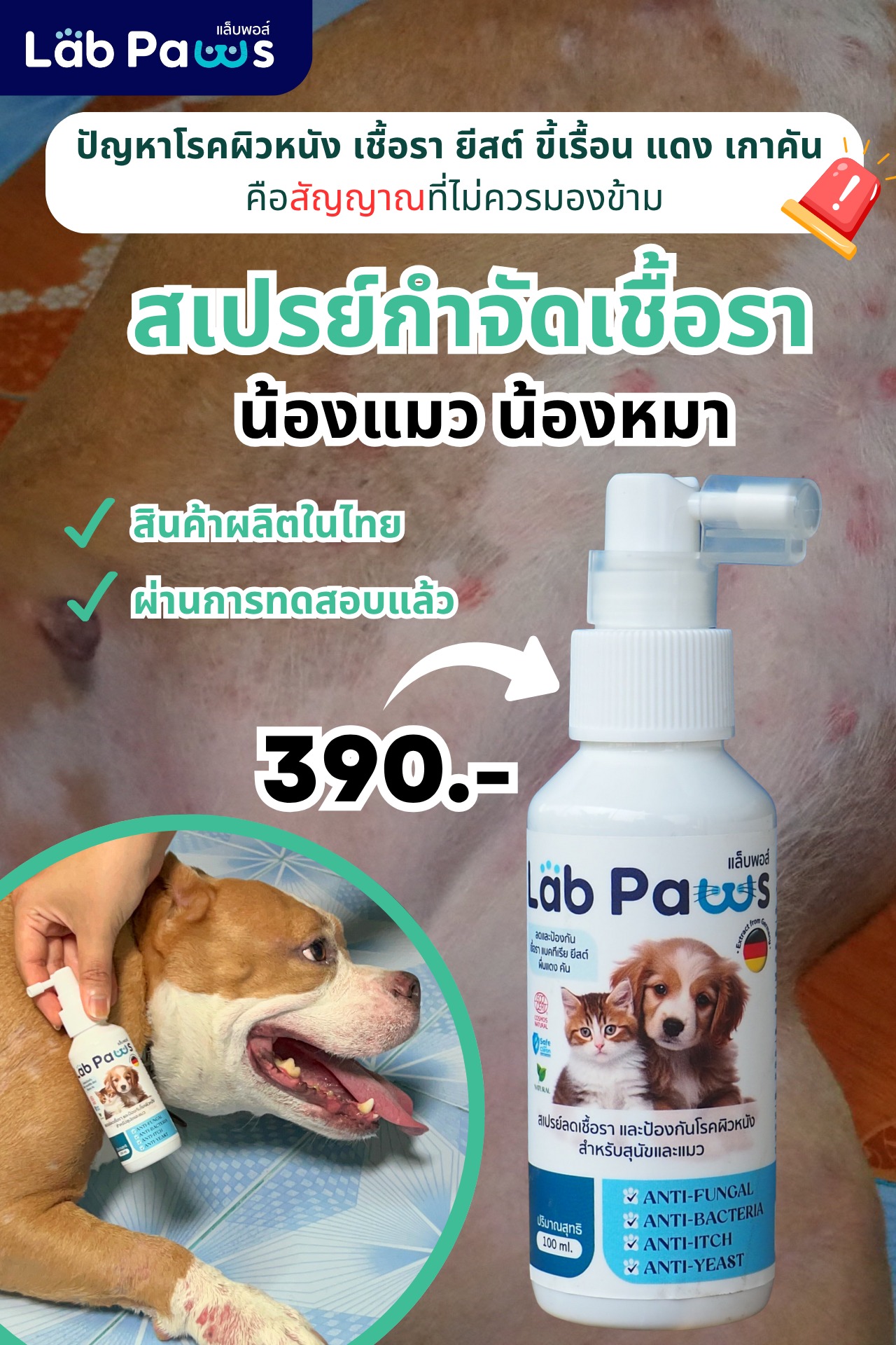 Lab Paws แล็บพอส์ | Bangkok