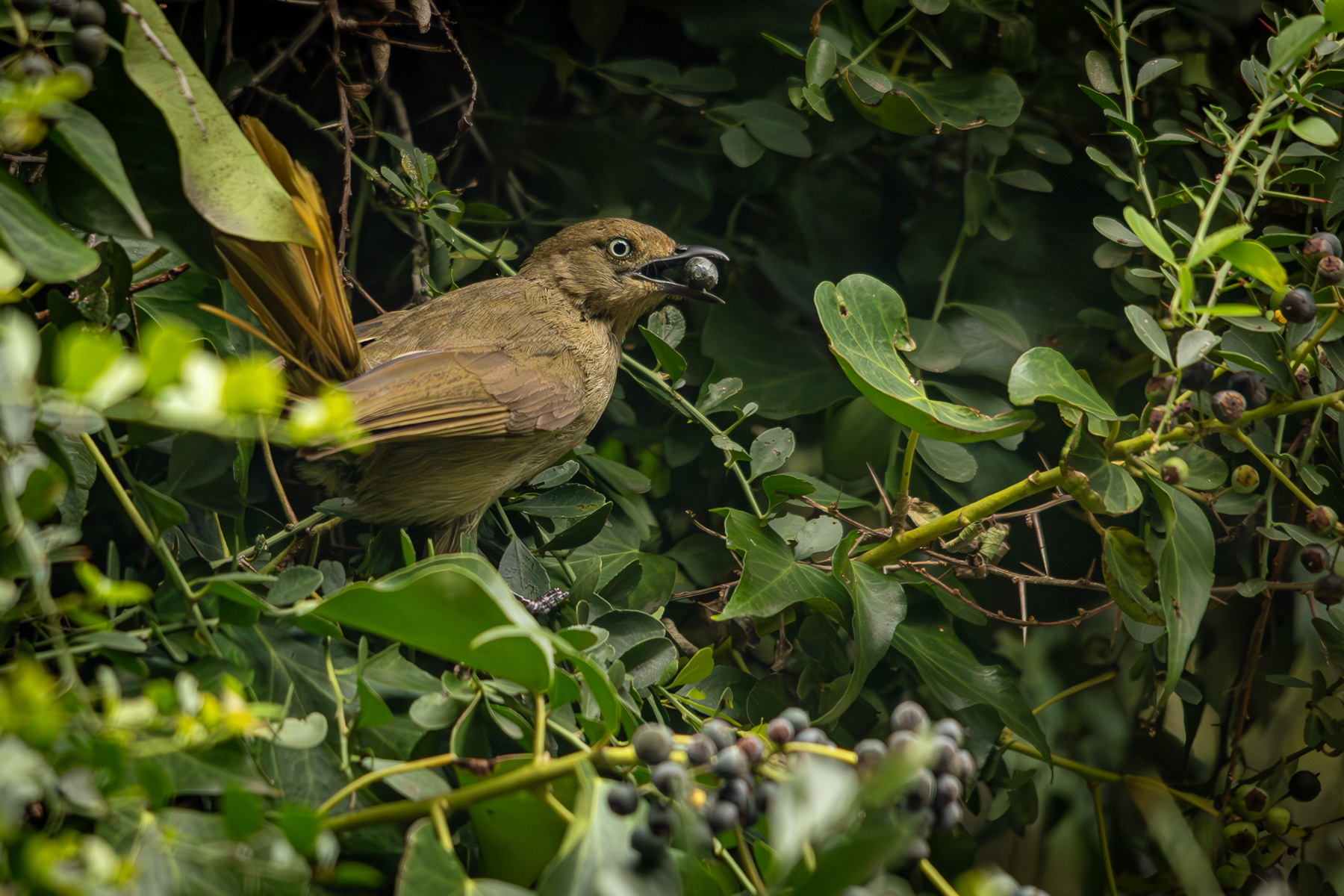 Bitou Birding Festival | Plettenberg Bay