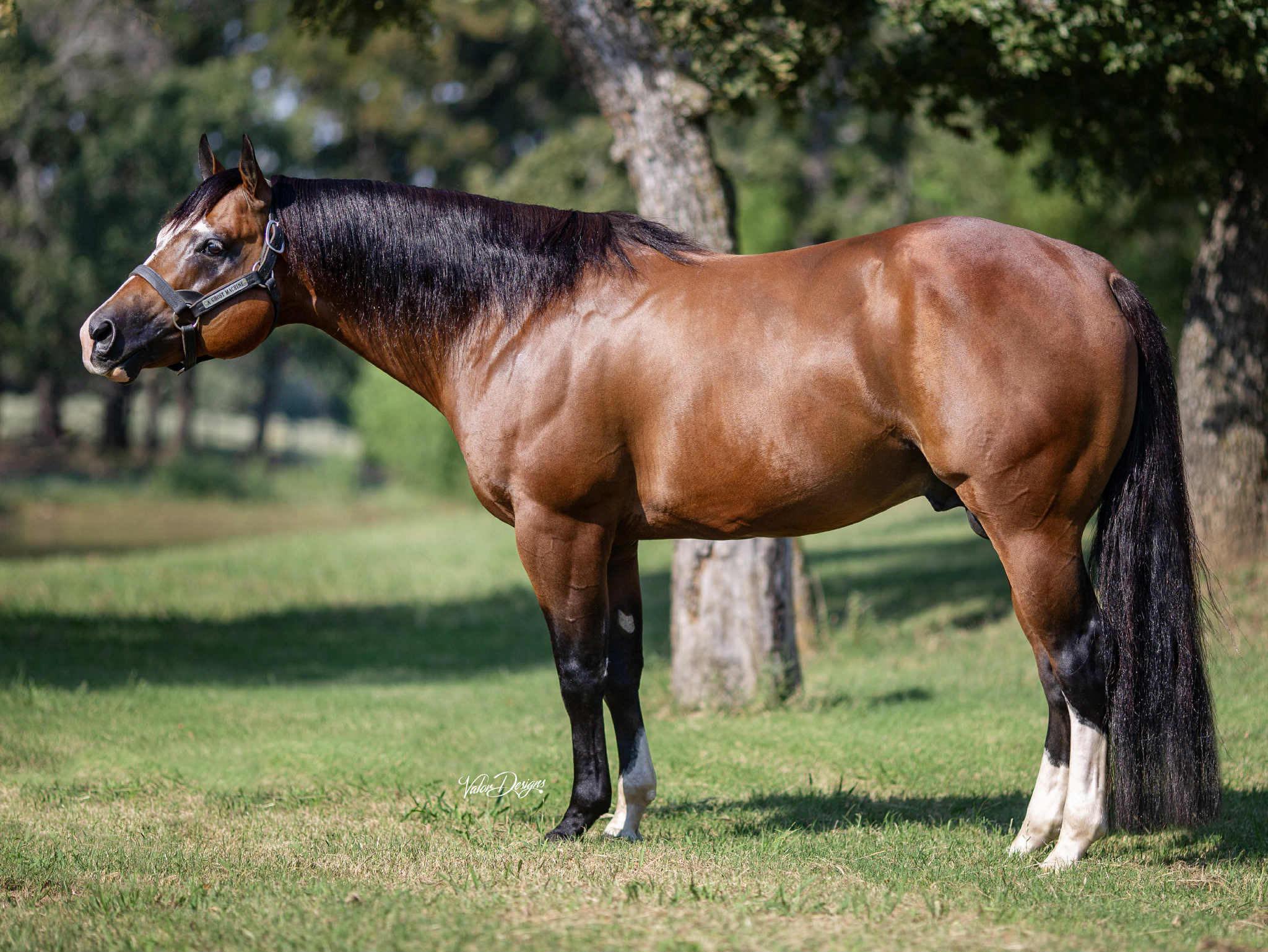 A Ghost Machine Aqha/Apha