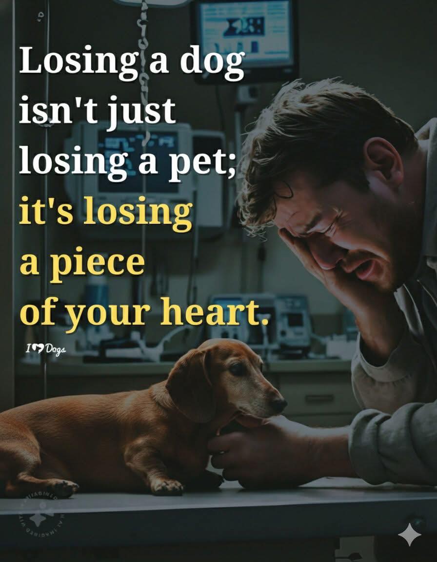Dachshunds for Adoption and Rescue | Facebook