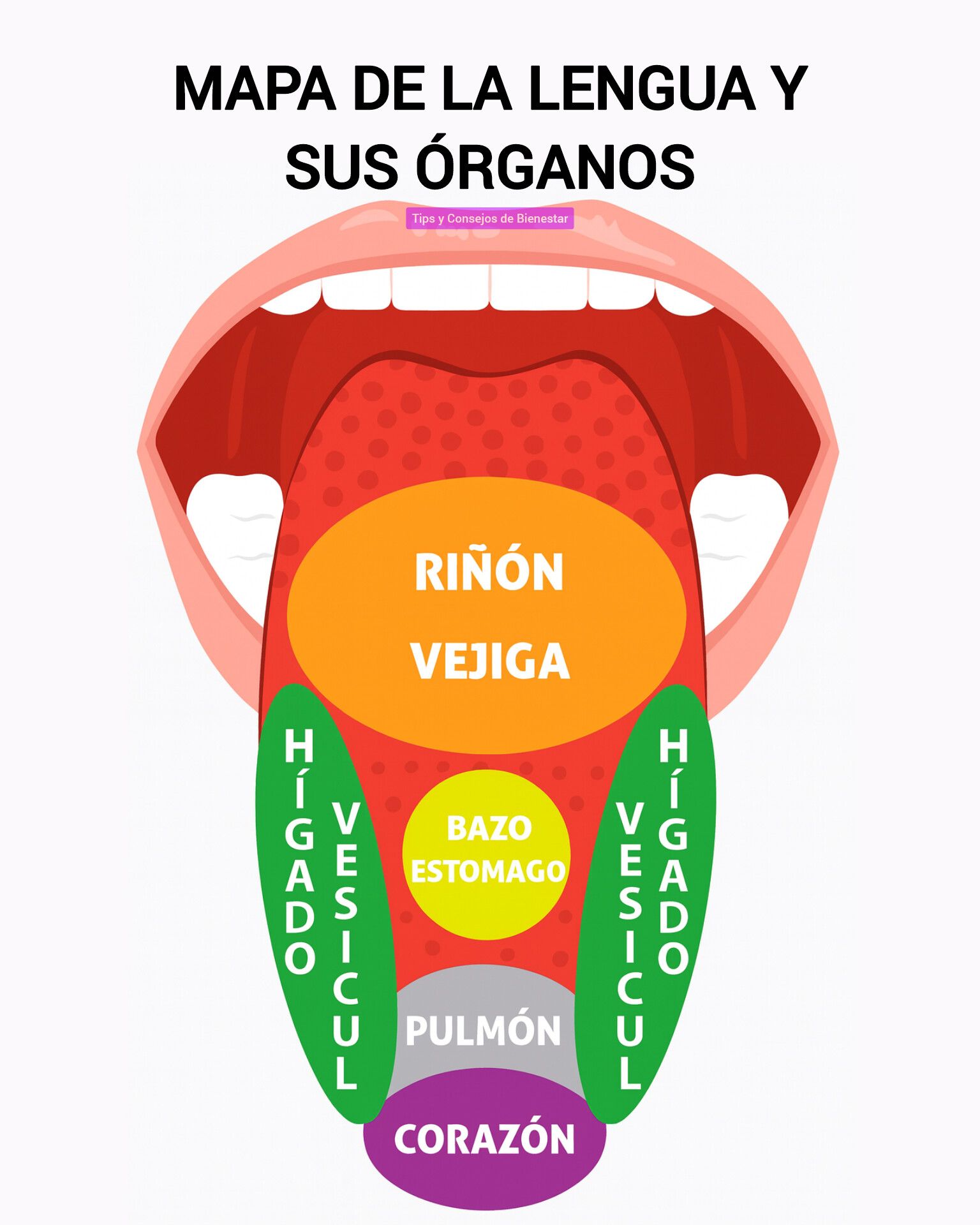 Tips - 🧡 1. RIÑÓN – Zona posterior (parte más interna de la lengua) 👉 ...