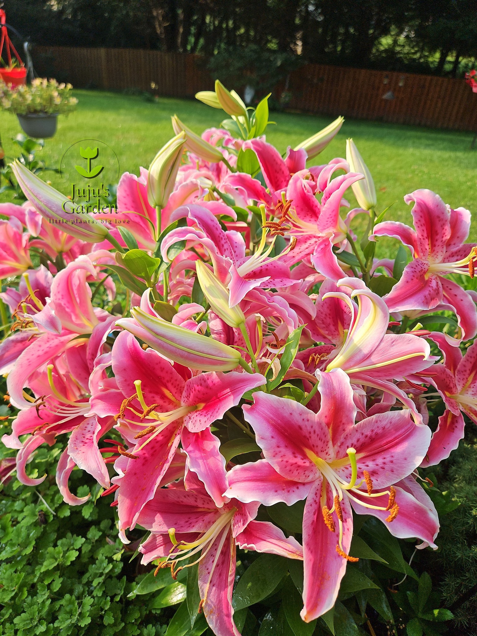 💕 Hulk Double #lilyflowers #asiatic #asiaticlily #asiaticlilies