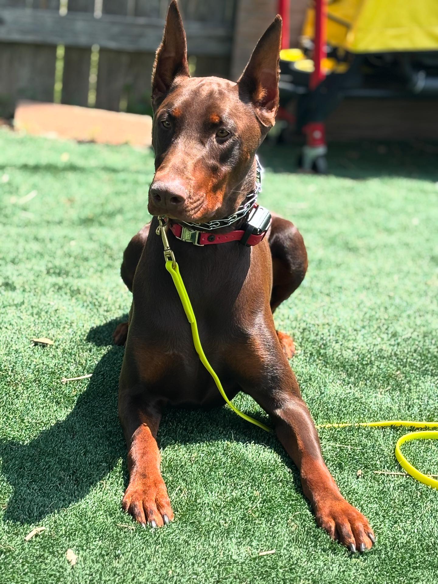 K9 Functional Training | Virginia Beach VA