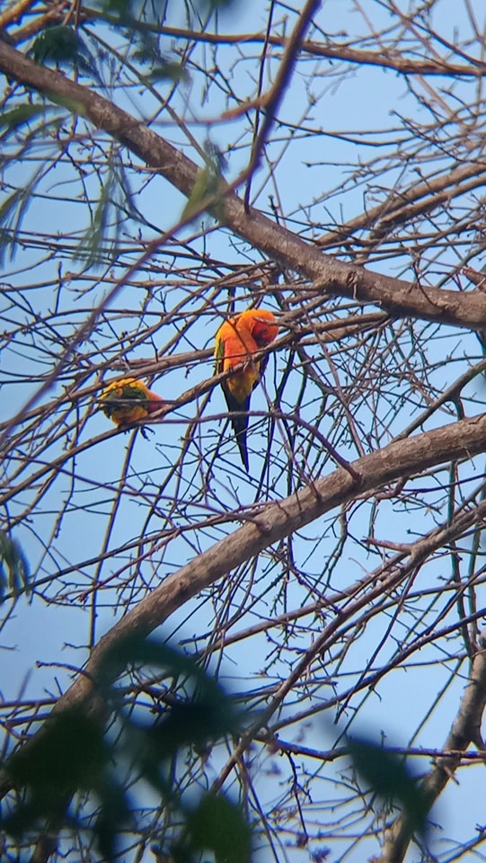 Sun Parakeet Rangers - Guyana