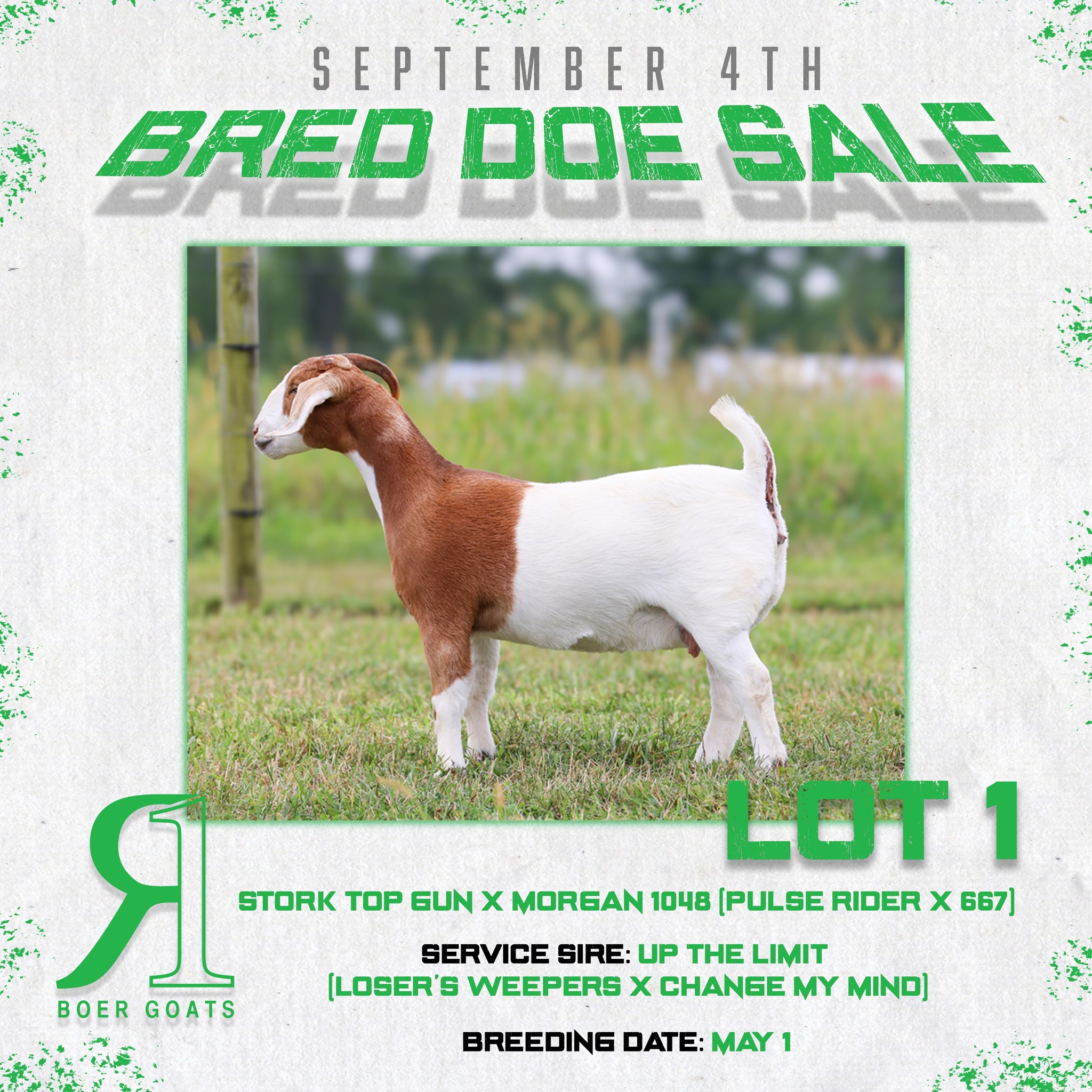 R 1 Boer Goats | Rochester IN