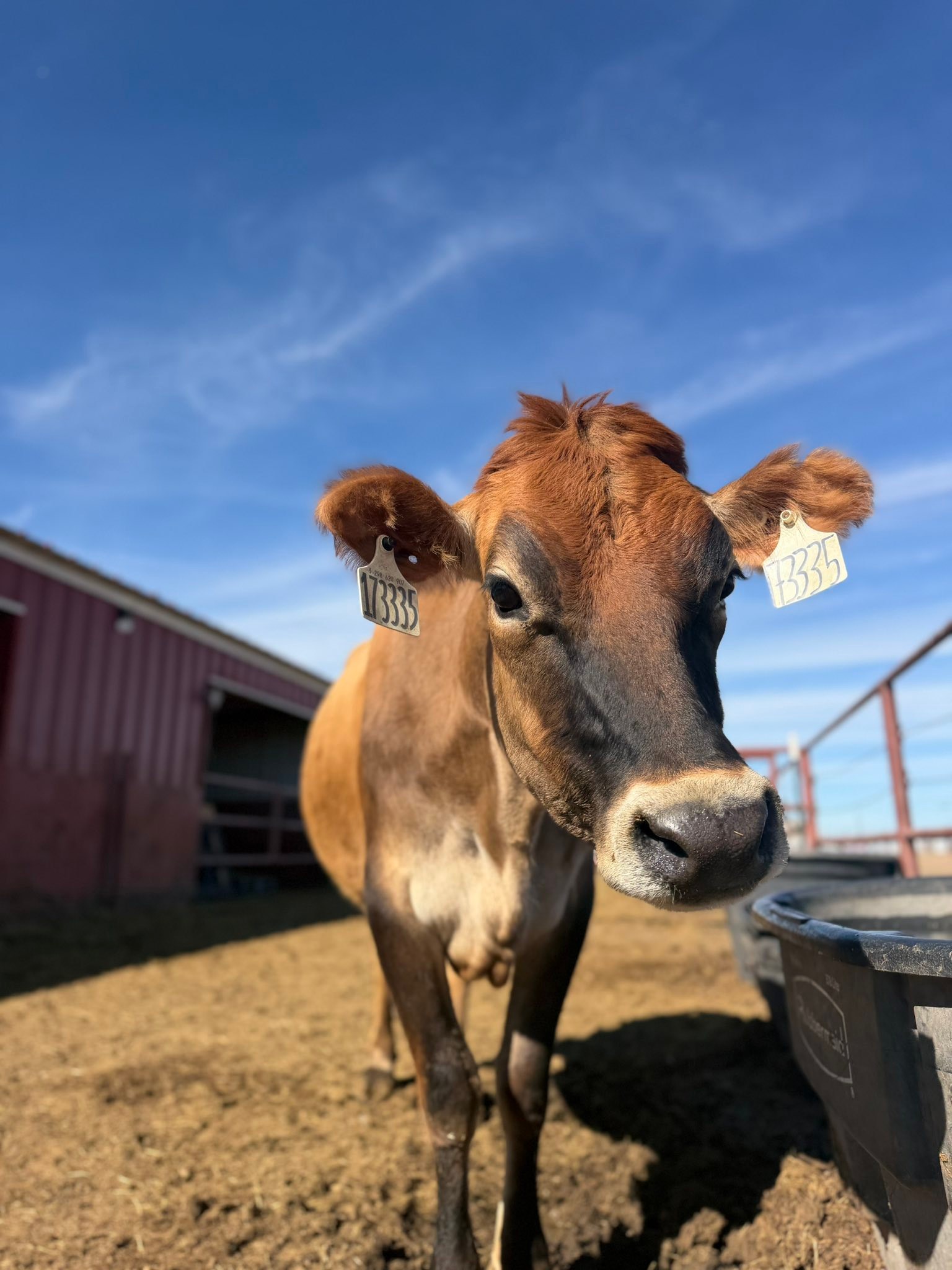 Rockin 4 Farms - Meet the farm 🐮🌾 “Mer Mer” Mer mer is... | Facebook