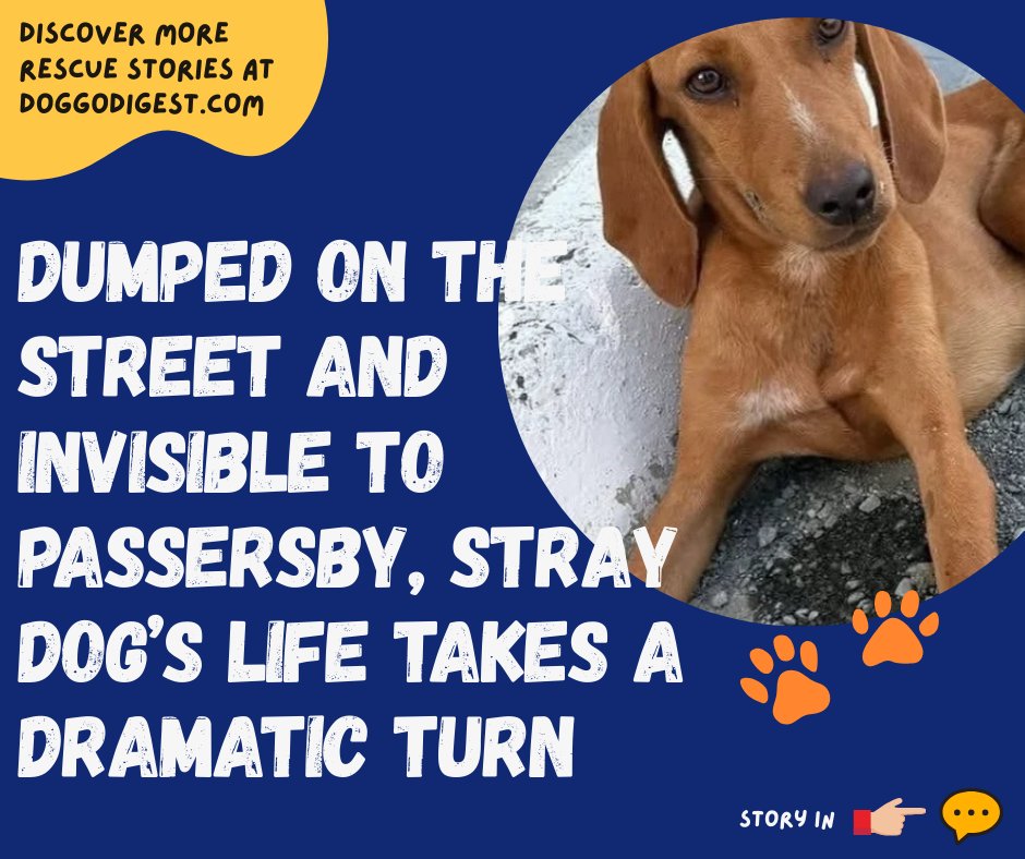 Doggodigest - When she was found, she was just a small, trembling body ...