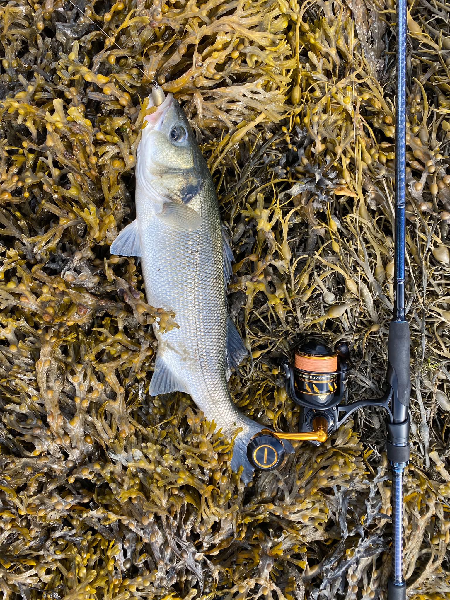 abu garcia cardinal s spinning combo canadian edition Bruiser Rod & Reel 尺寸:Size6 (180lb 43mm) and the rear drag sub-surface Bass Advantage Drop Shot