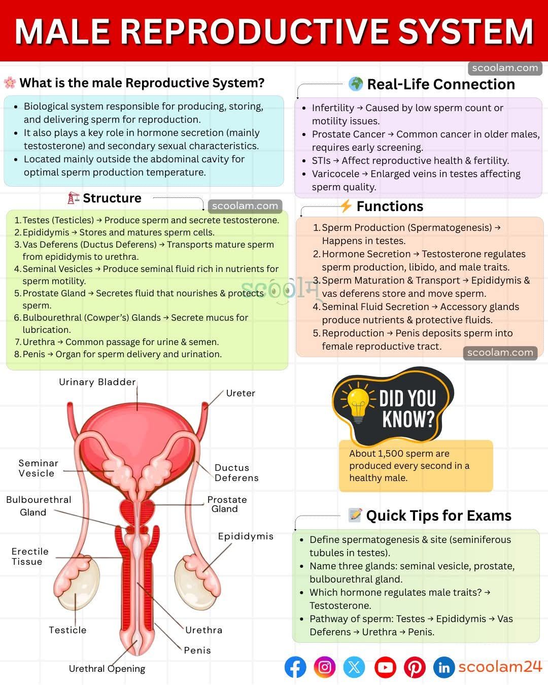 Scoolam - What is the Male Reproductive System? (More than just ...