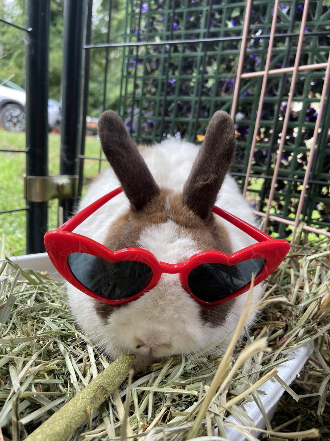 Meet Chewy, adoptable Dutch bunny