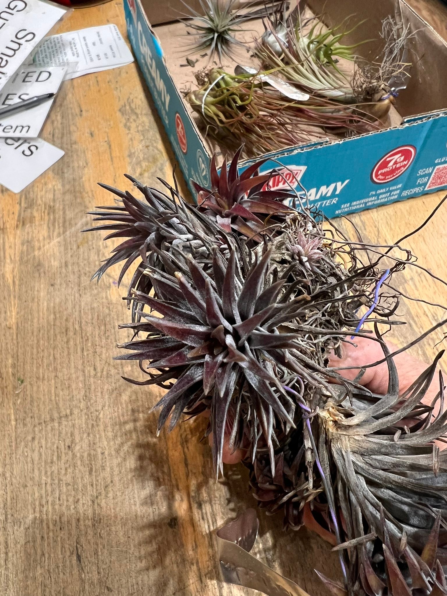 t neglecta nigra air plant variety