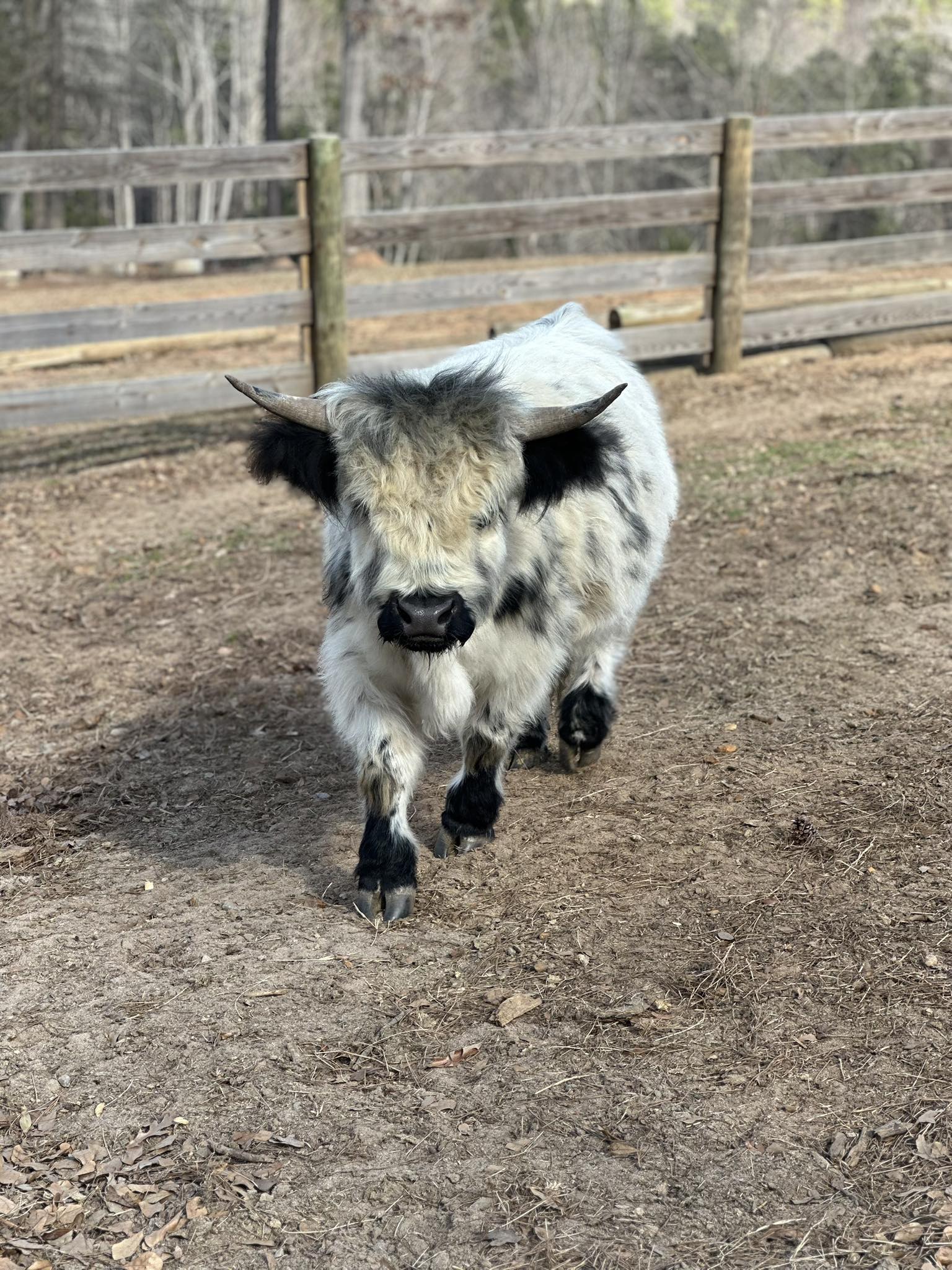 Heart Ridge Farms | Swansea SC