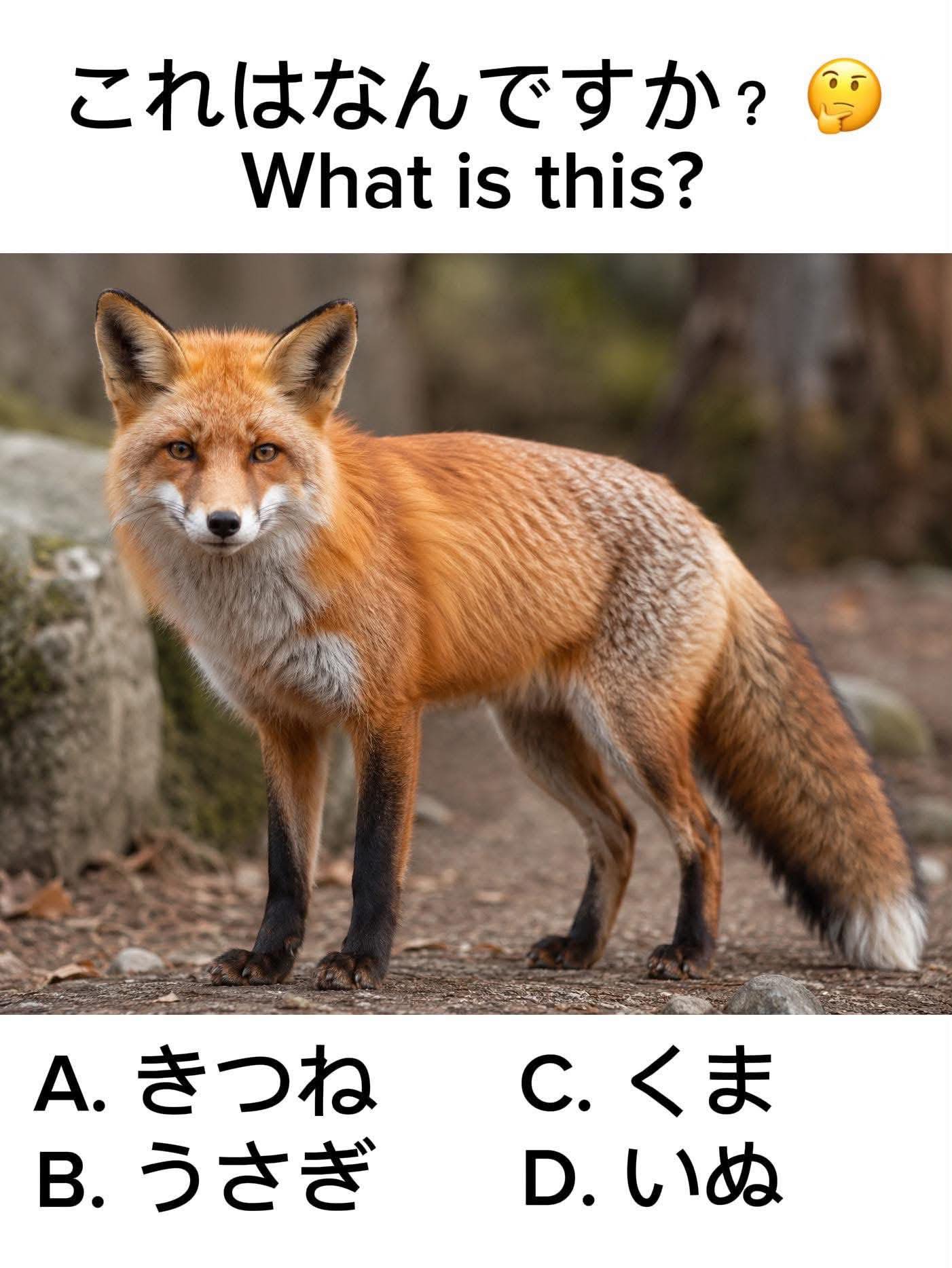 答えはなんですか これはなんですか？ What is this? A. きつね В