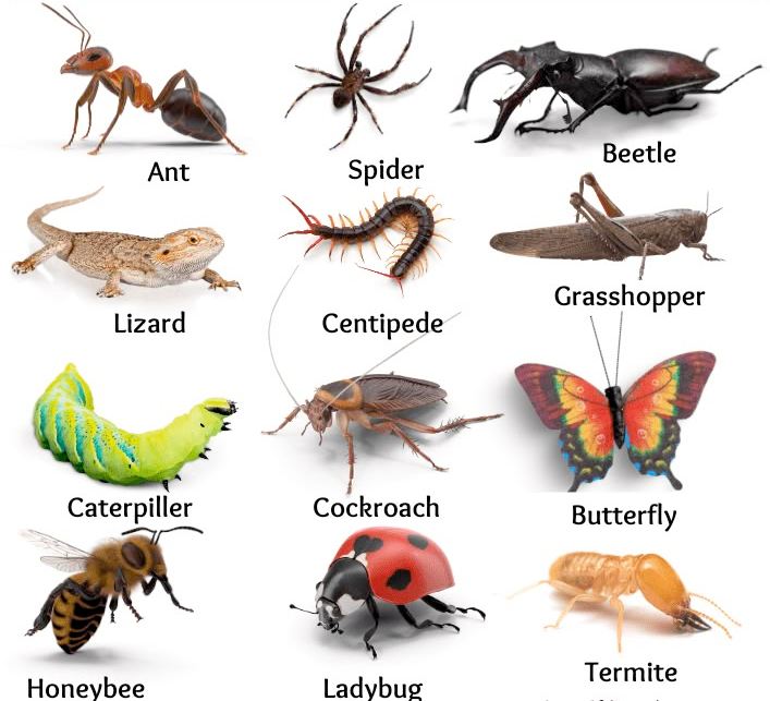 Green - 🐞🌿 Not all bugs are bad! These 9 beneficial insects will boost ...