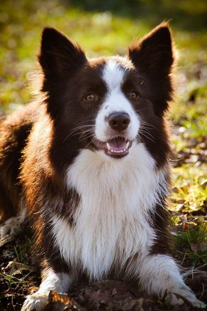 The BorderCollie Owners | THIS WILL BE MY LAST POST IF DON'T GET HELLO ...