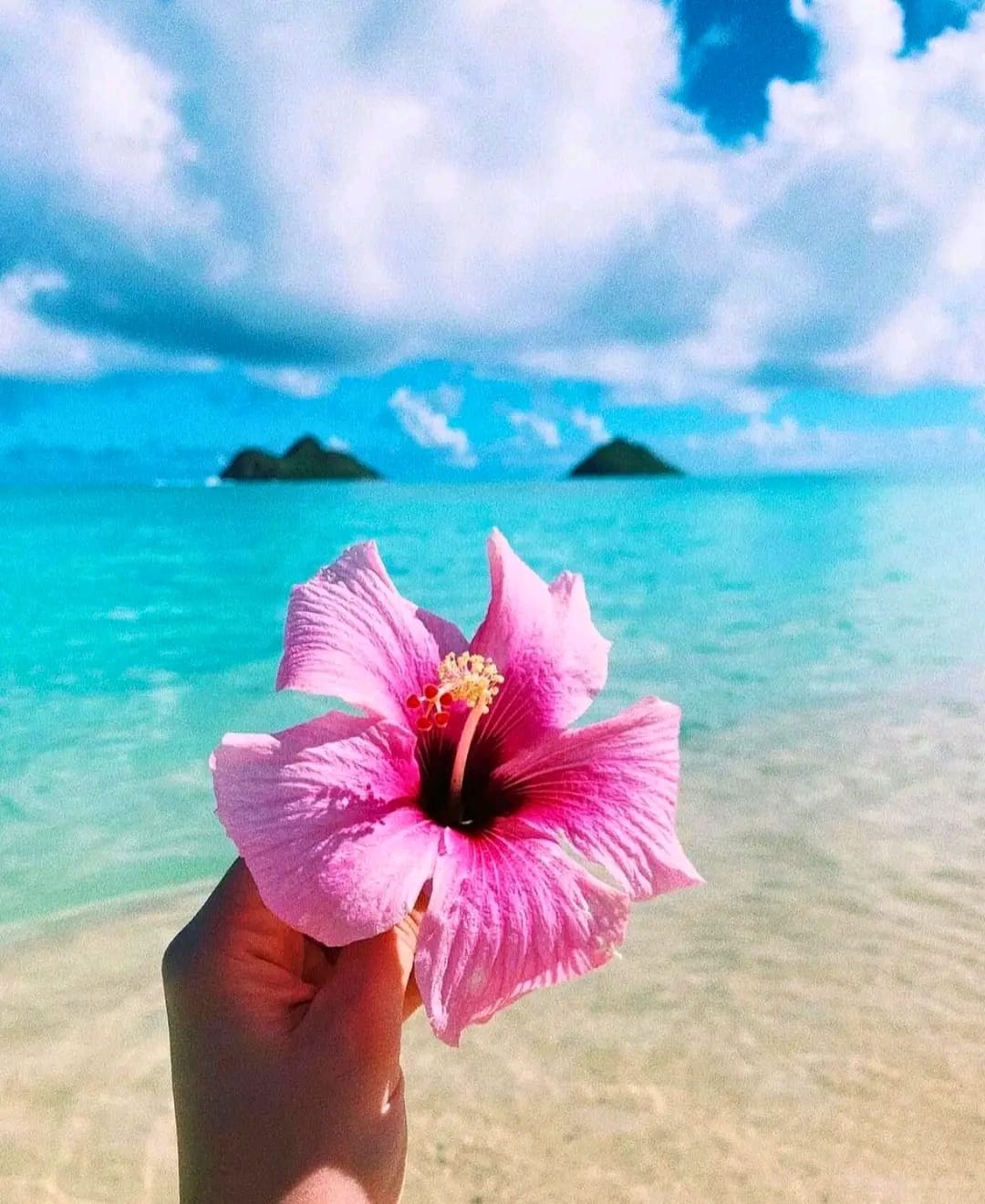 Pink petals, blue hues, and an island view - Lanikai's recipe for