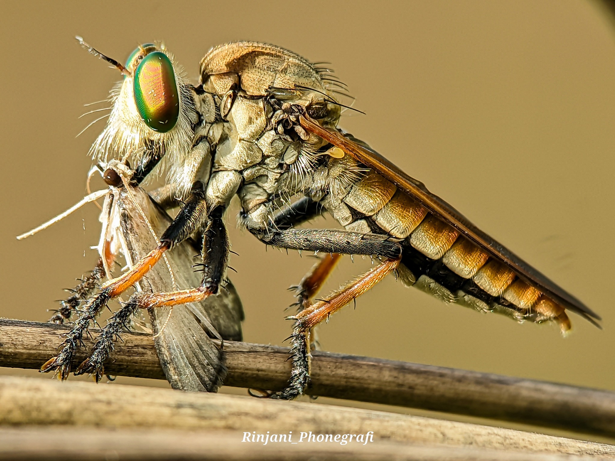 Insect Identification of the Philippines | 