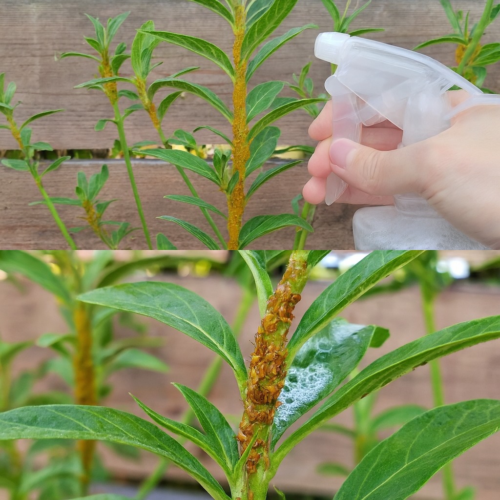 Best - 🌿 Natural Solutions to Control Scale Insects, Aphids, and Snails ...