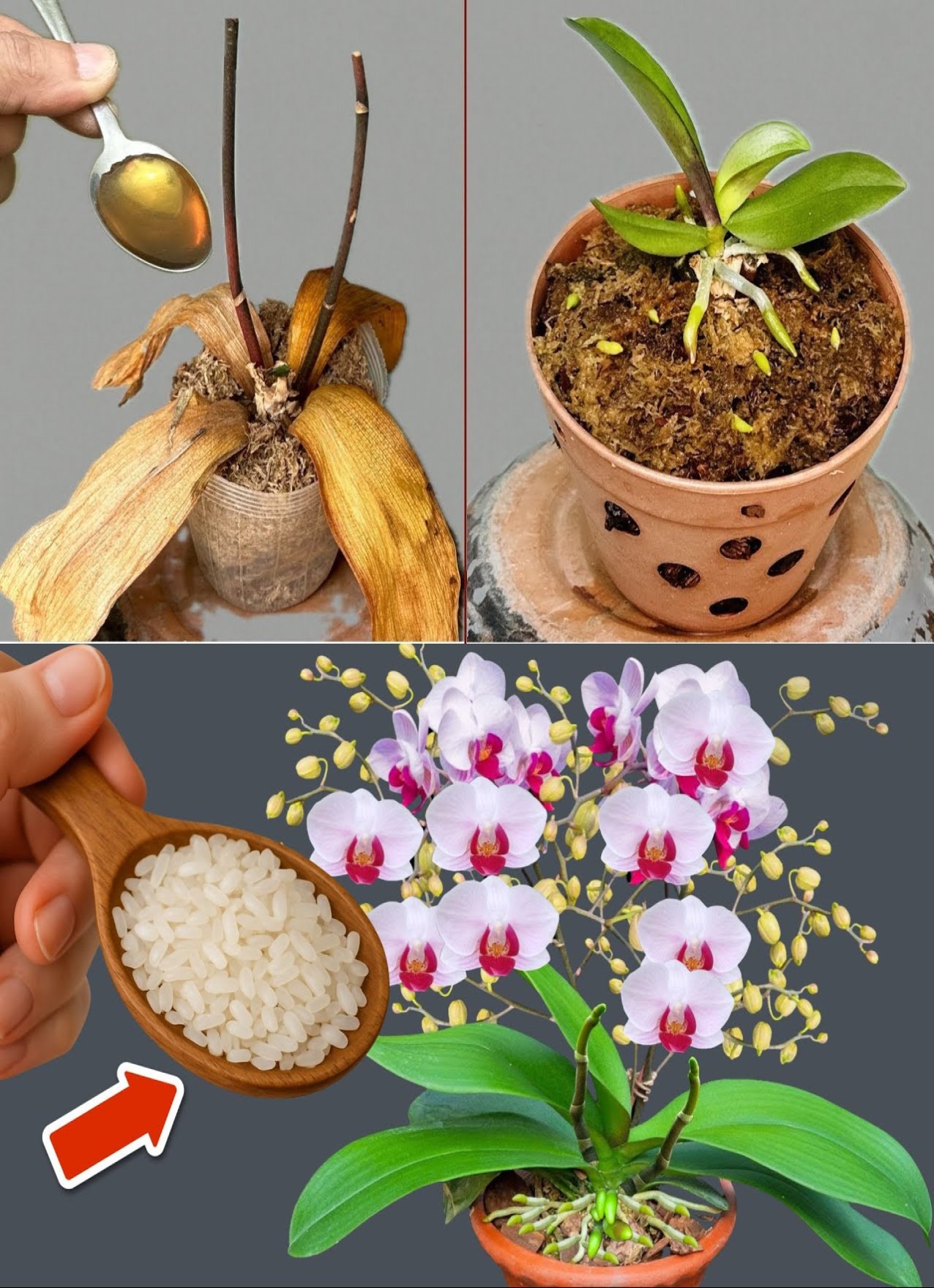 Sprout - Sprinkle 1 spoon on dead orchid roots! Suddenly revived and ...