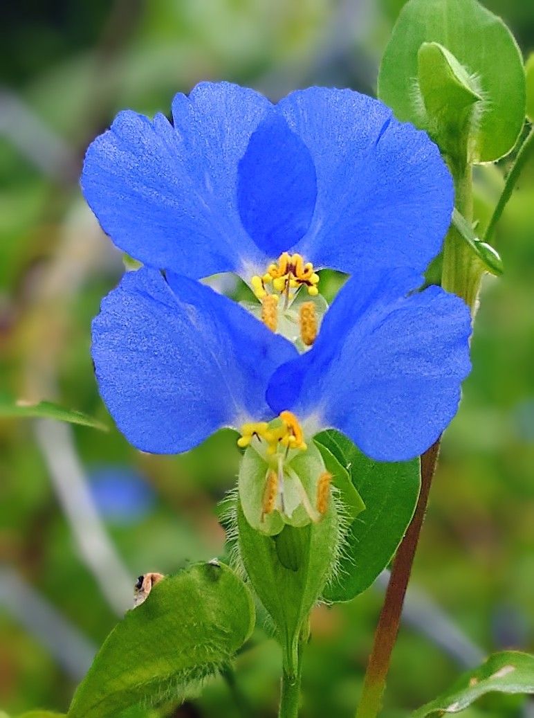 露草 スッキリブルーの二段咲き露草💙 朝の散歩中に見つけ…🤳 💙