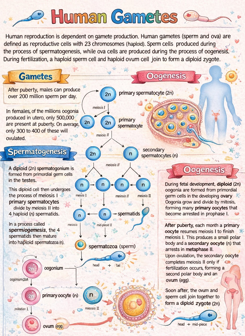 Human Anatomy Group | “Ovum – the largest human cell, protected by ...