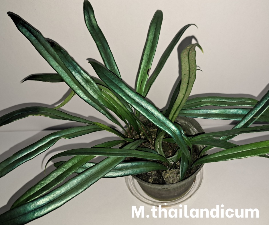 🌿 Dwarf Hillii Spore “Deep Green Dwarf” | PUP Release ✨ Overseas