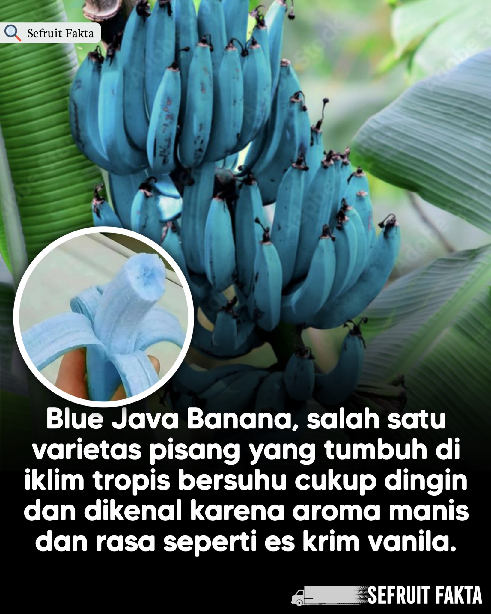 Sefruit Fakta - Blue Java Banana atau kalau di Indonesia... | Facebook