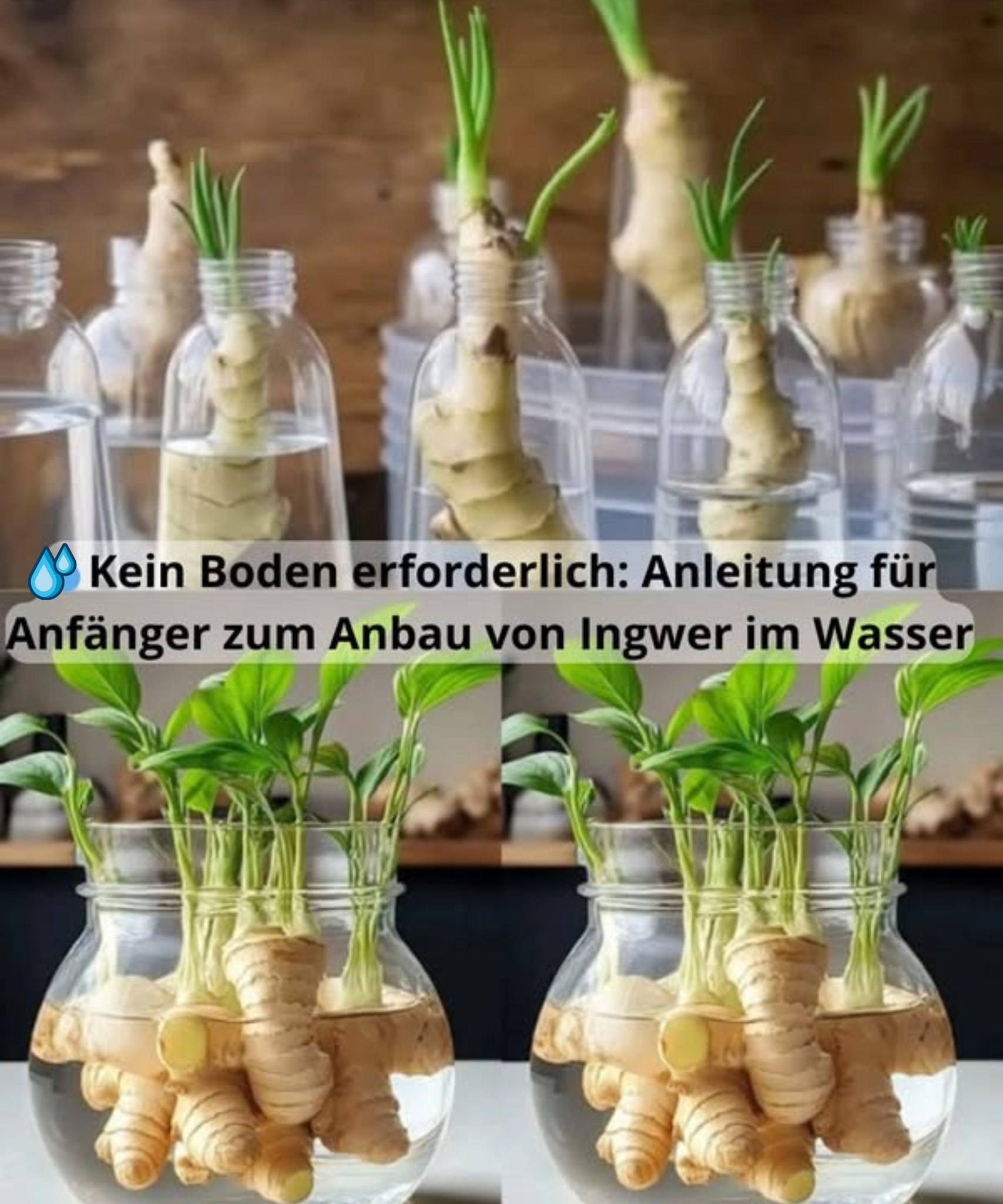 wo krypto aufbewahren Hardwarewallets zum von Kryptowährungen wie Bitcoins, Ethereum inkl. Token und Anderer Altcoins Spielzeug Oberfläche Behälter:Moor ABUS 770A SmartX – beneficial insects