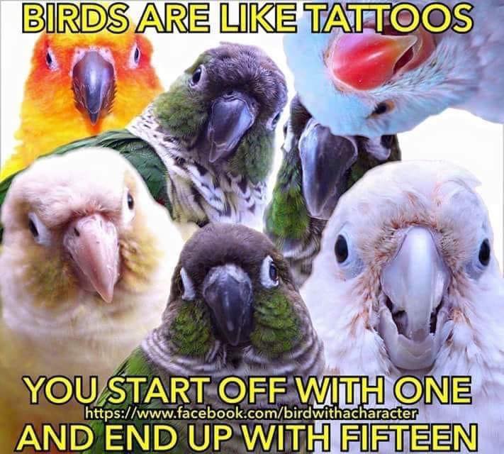 Feather Frenzy - This meme is so true! 🦜 It all starts...