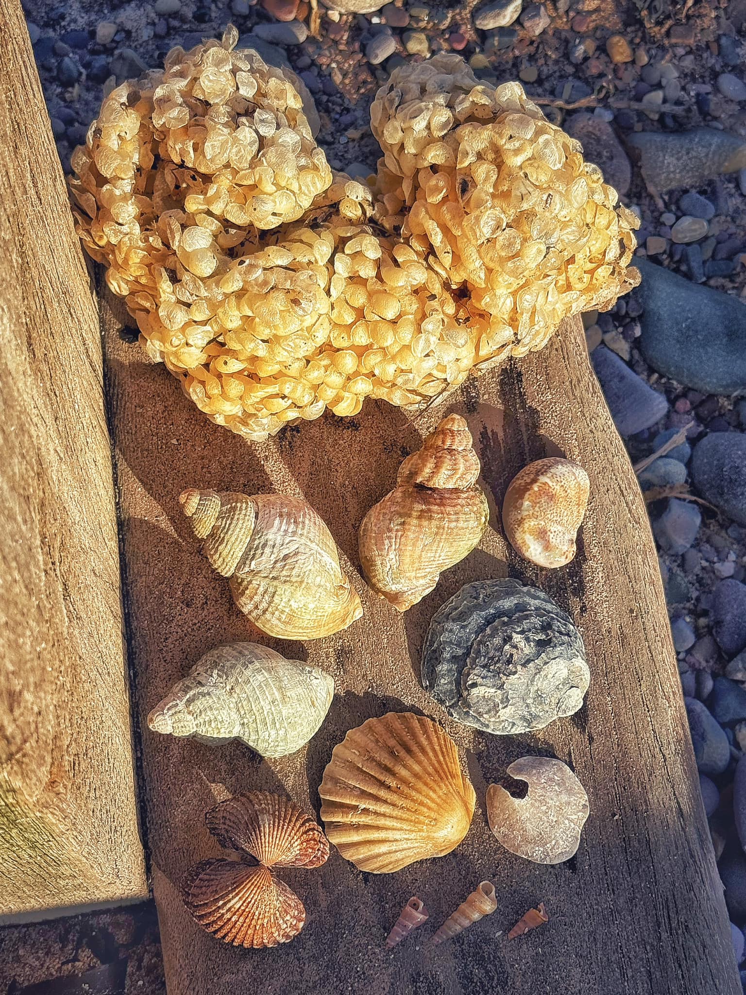 Pilchard - 🐚 THE SHELLS OF DAWLISH WARREN 🐚 Whilst walking along ...