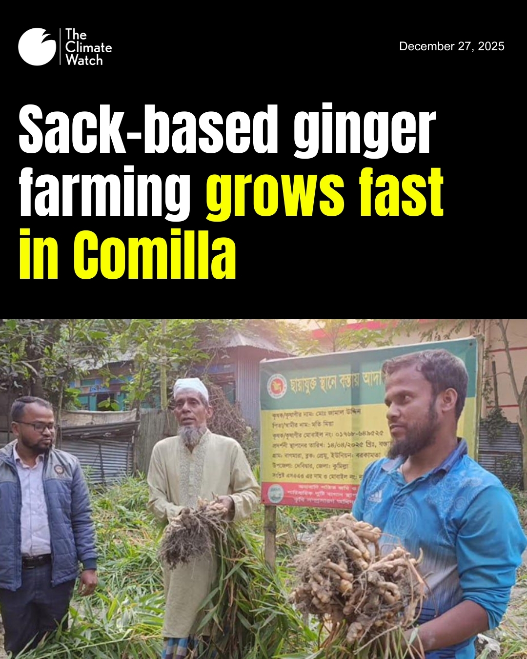 The Climate - Sack-based ginger farming grows fast in Comilla Farmers ...