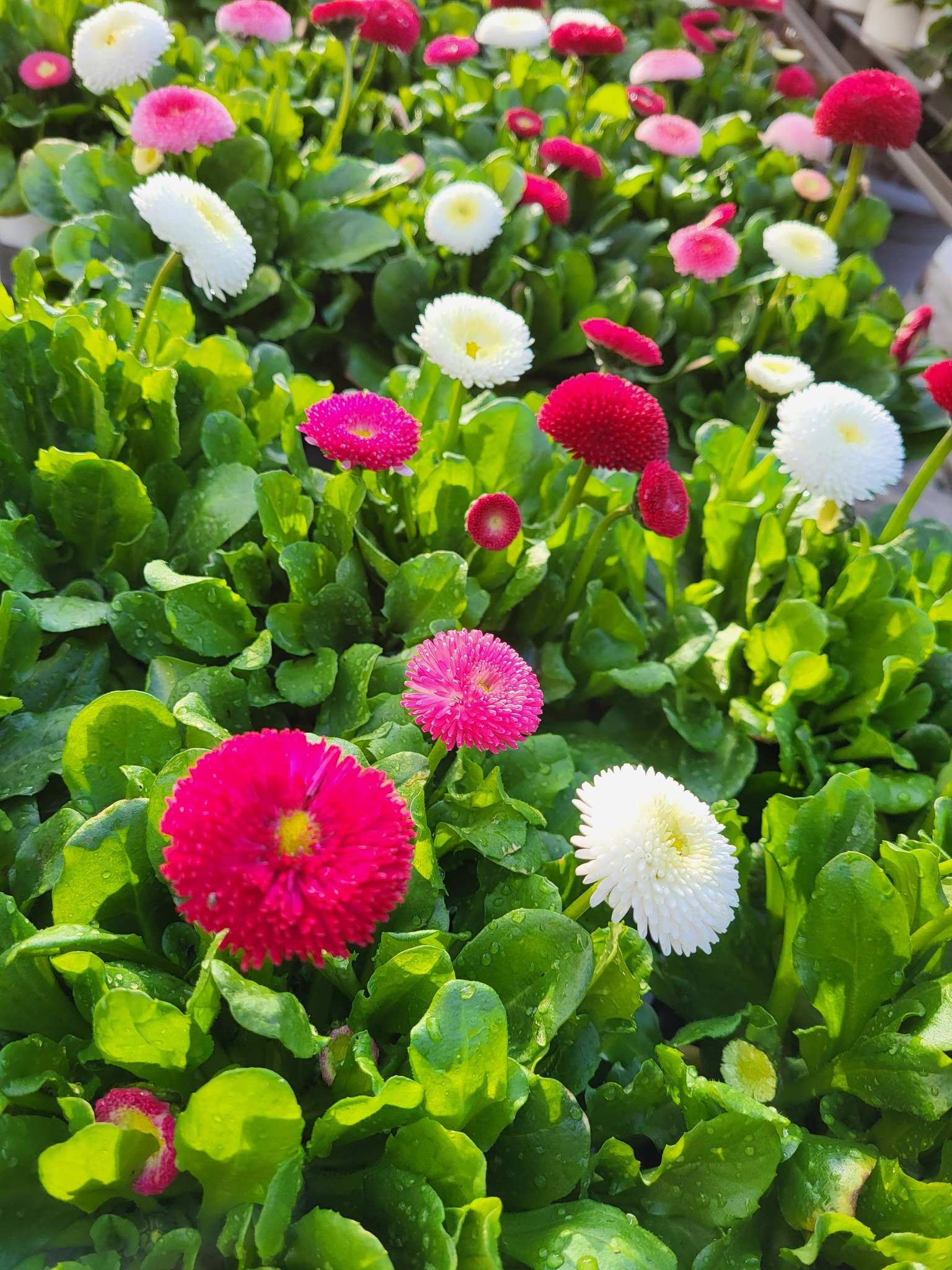 Bei uns wartet der Frühling auf euch Reischl Die Topfblume Die Nummer 1 wenn es um Blumen geht