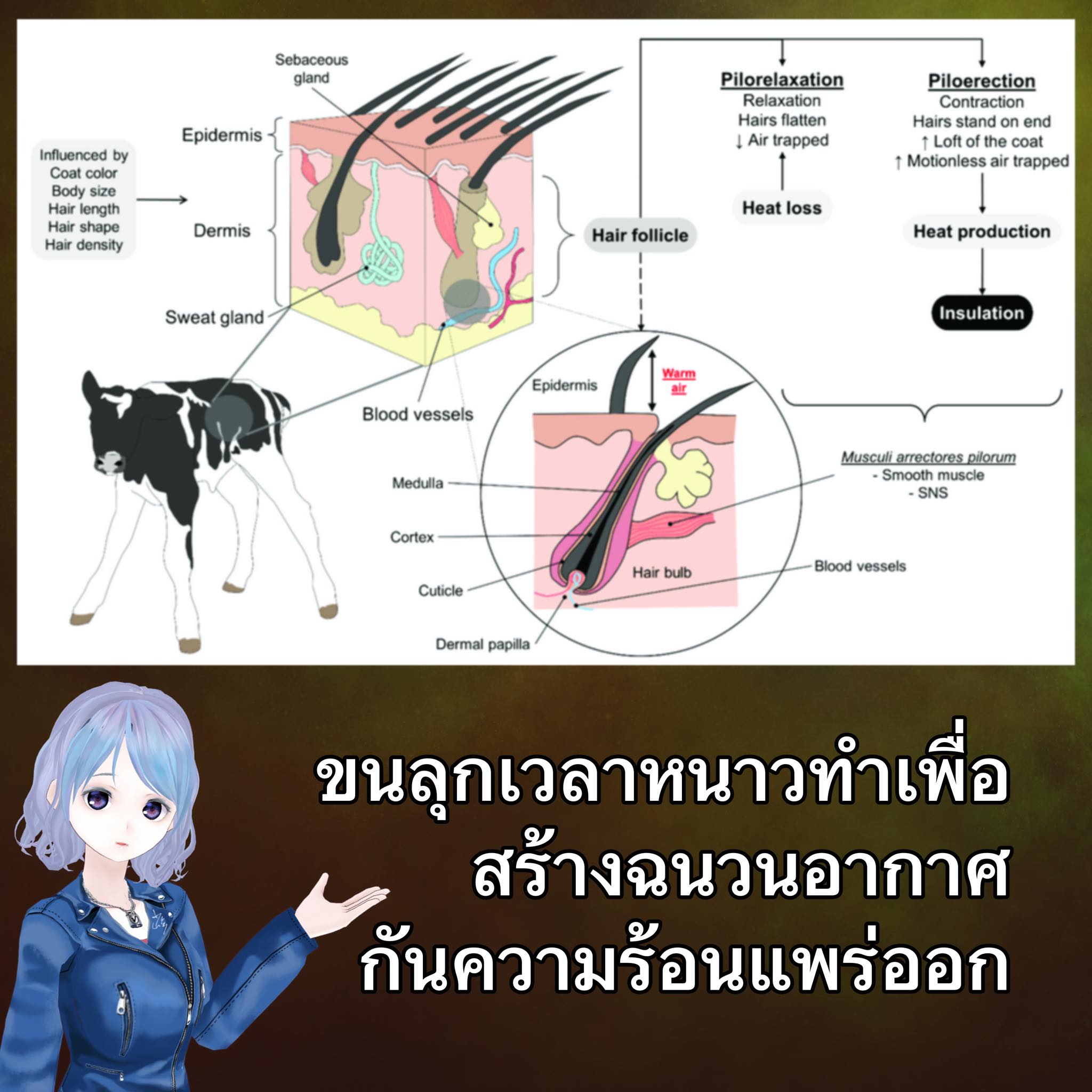 Tensia - 🌡️🥶 เวลาหนาว จะเกิดการขนลุก (Piloerection) เพื่อเกิดปรากฎการณ์ ...