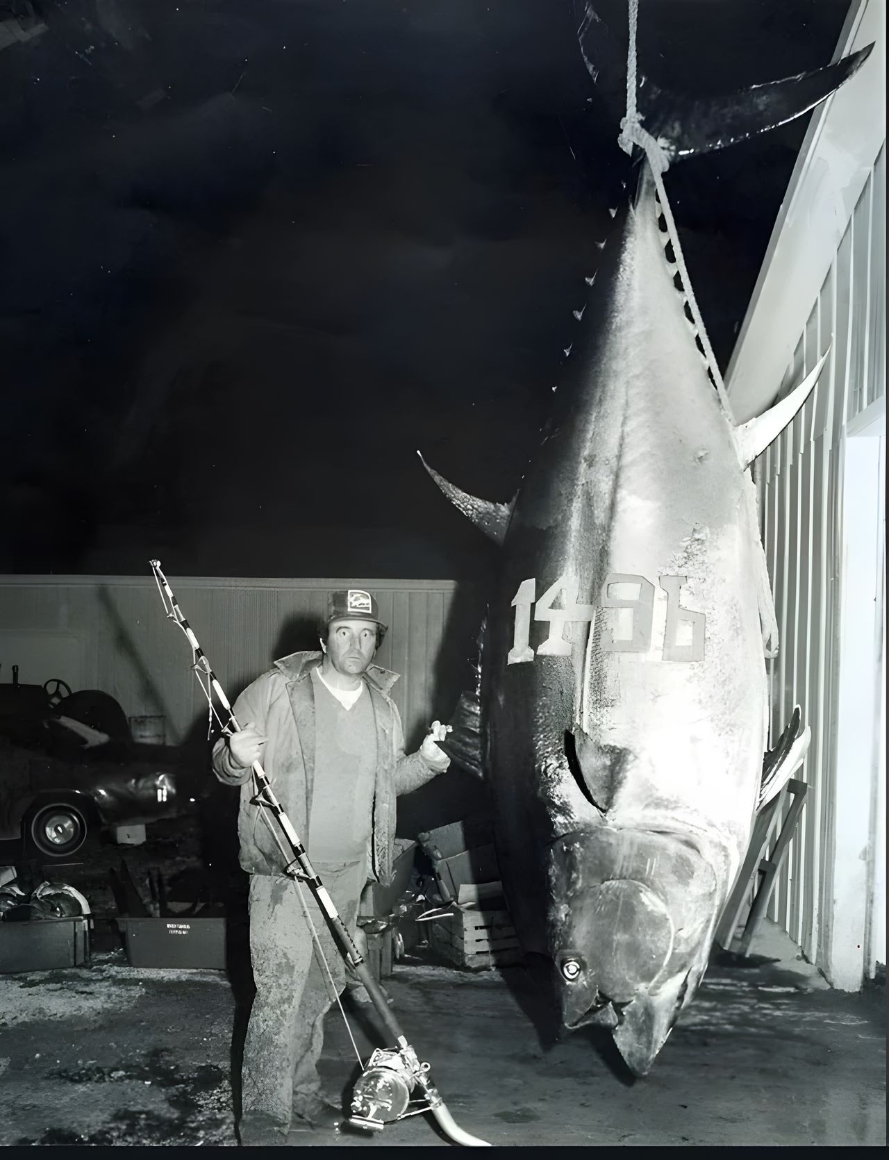 Tuna Fish Weight Range