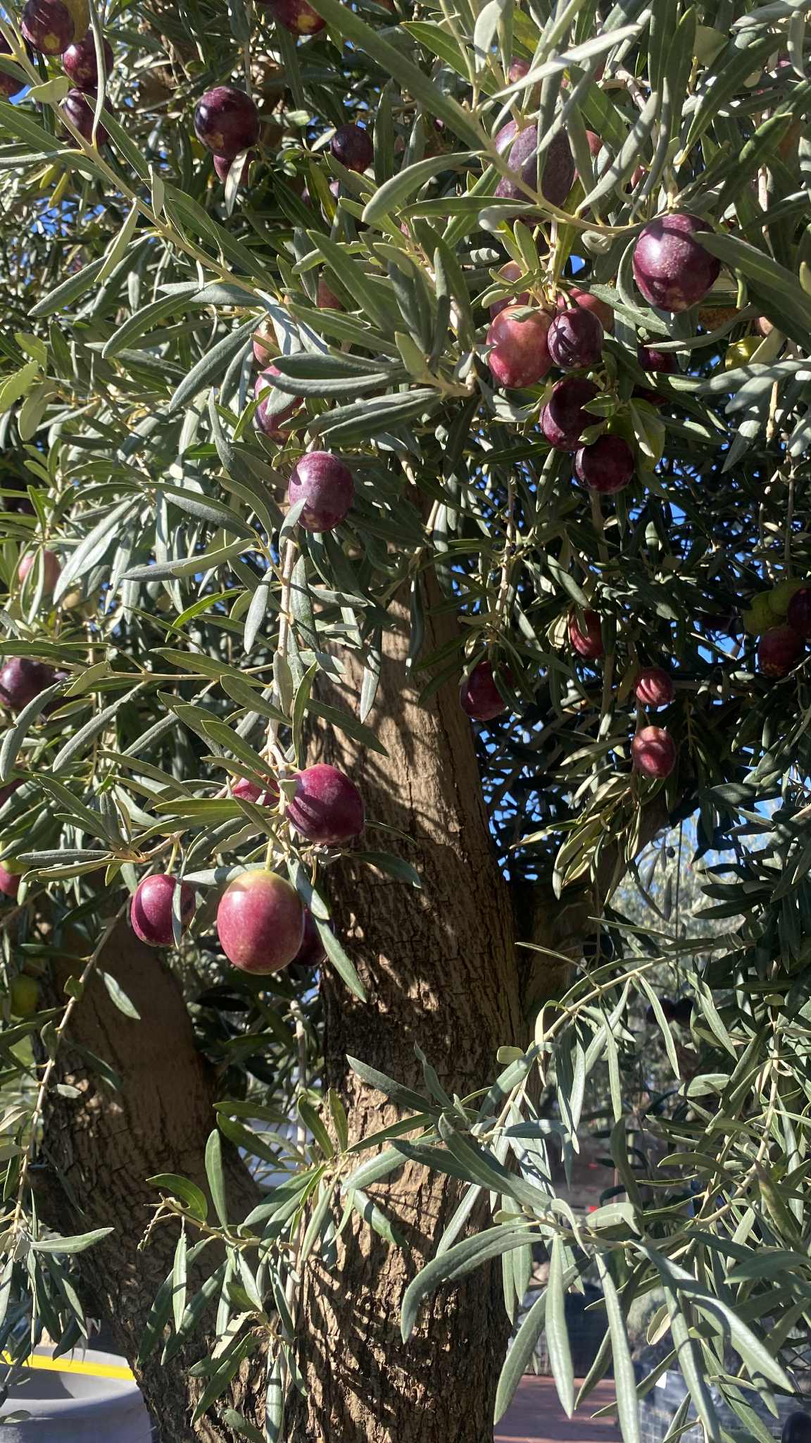 Sandra’s Olive Trees-Olajfa és olívafa különlegességek | Káptalantóti