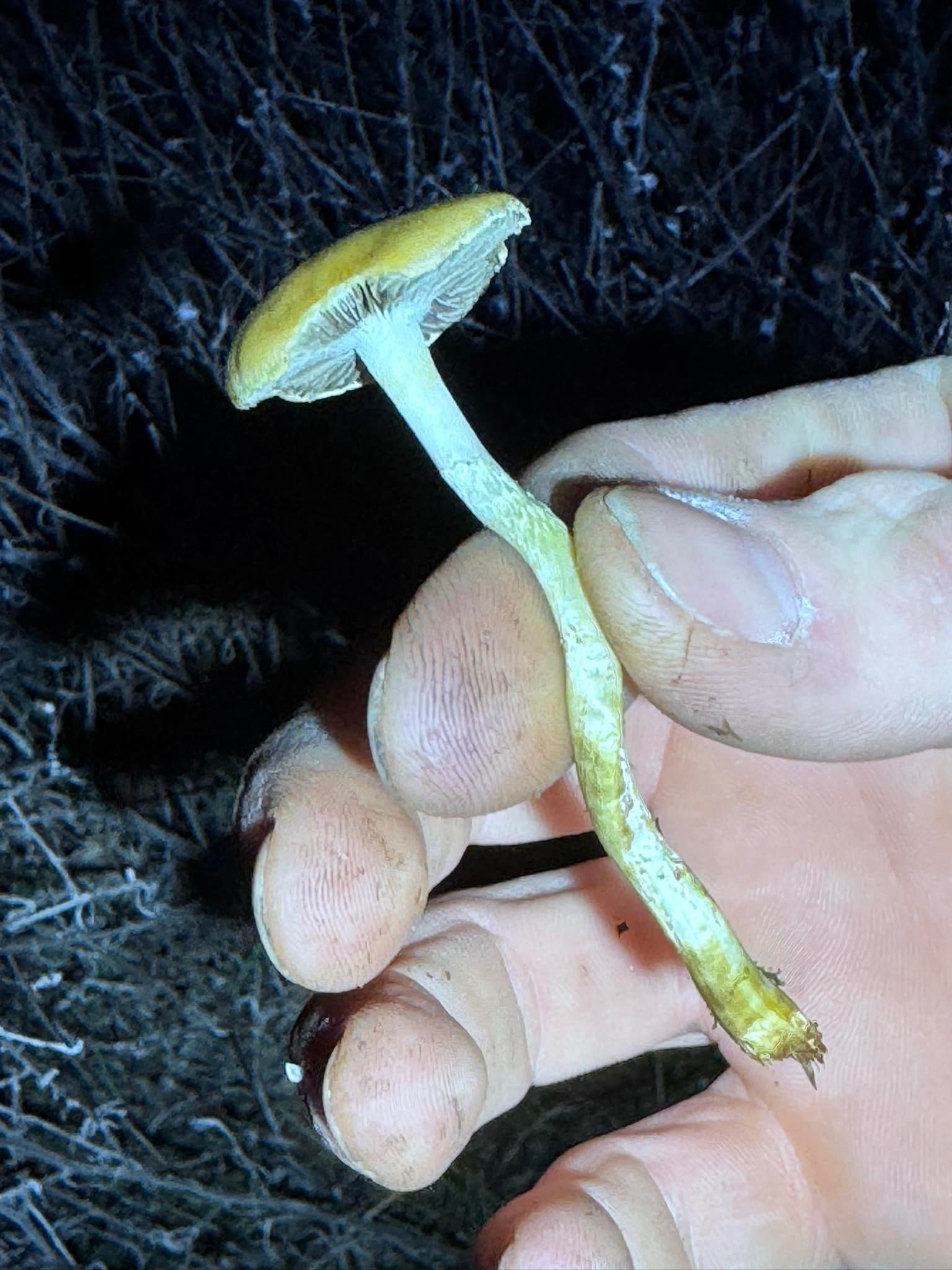 Any help identifying this mushroom species?