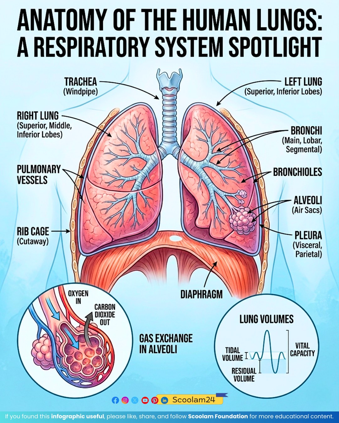 🧠💧 NEPHRON — THE KIDNEY’S MINI PURIFIER | Facebook