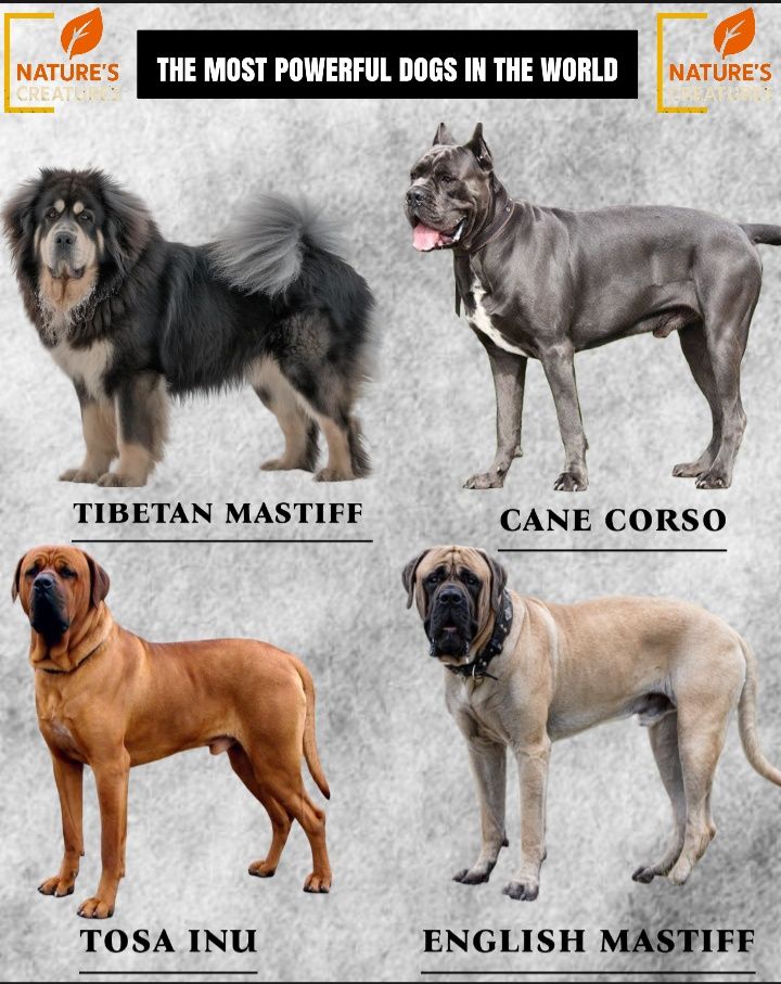 Nature's - 💪 The Most Powerful Guardian Dogs on Earth 💪 🐲 Tibetan ...